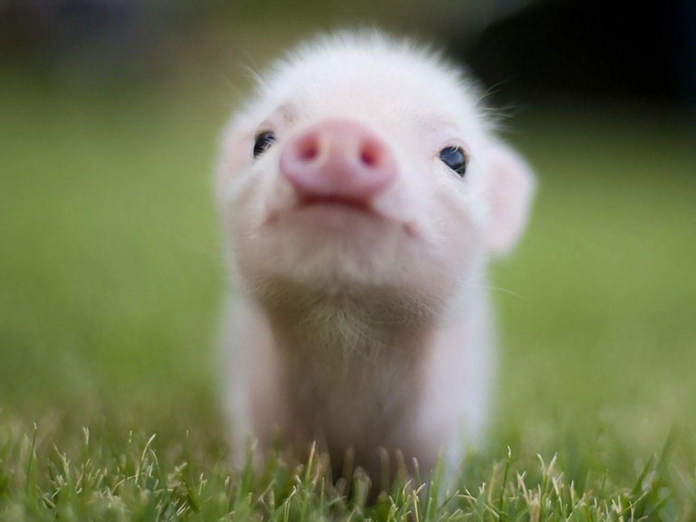 Cute Pig Background Samsung Galaxy