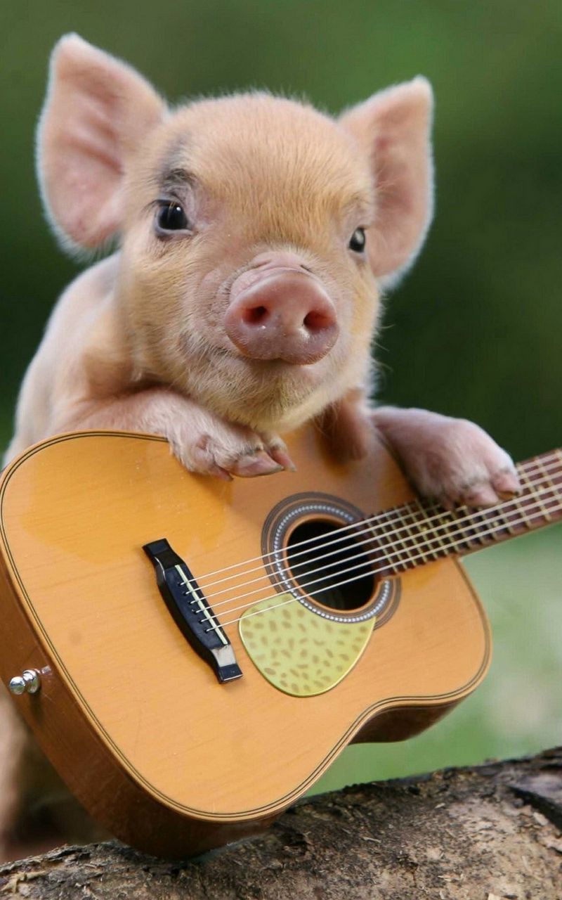 Cute Pig Background Samsung Galaxy