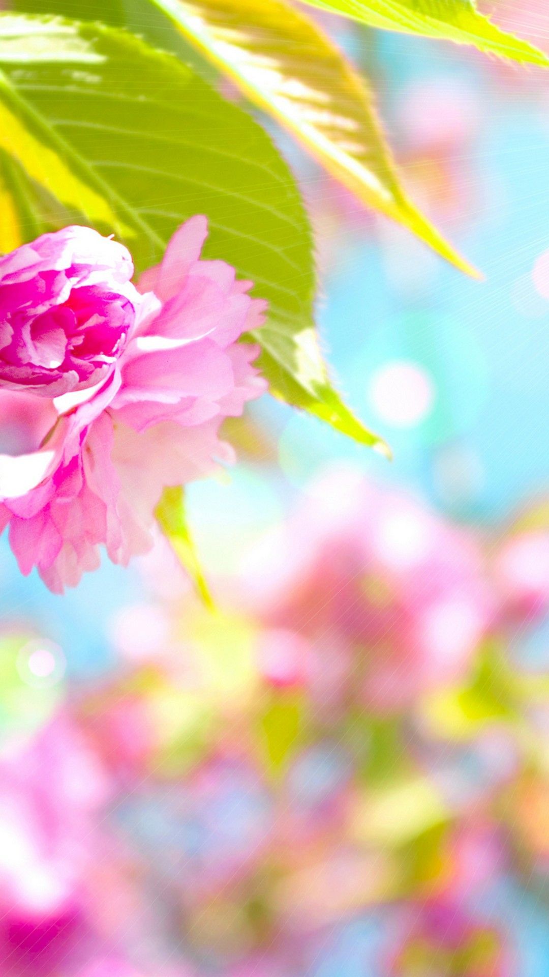 Cute Spring Backgrounds