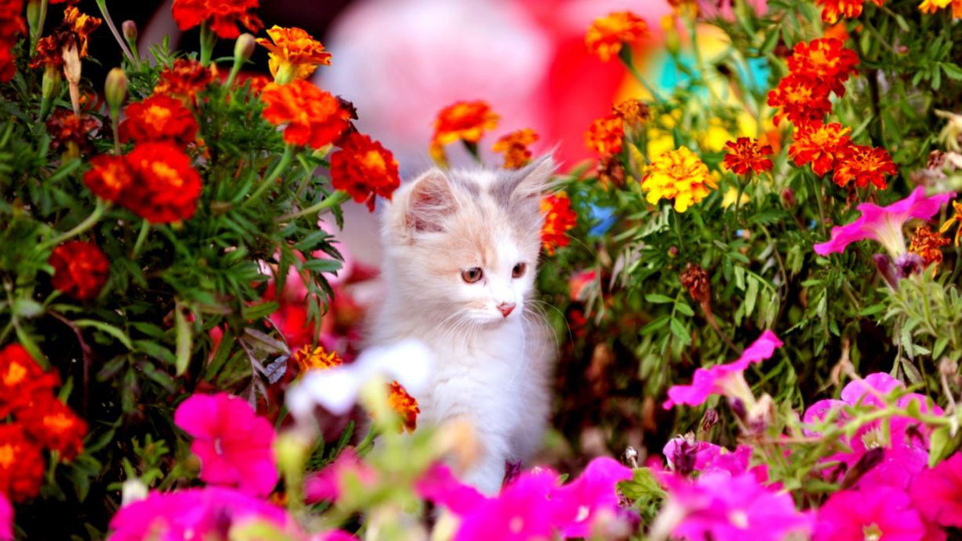Cute Spring Backgrounds