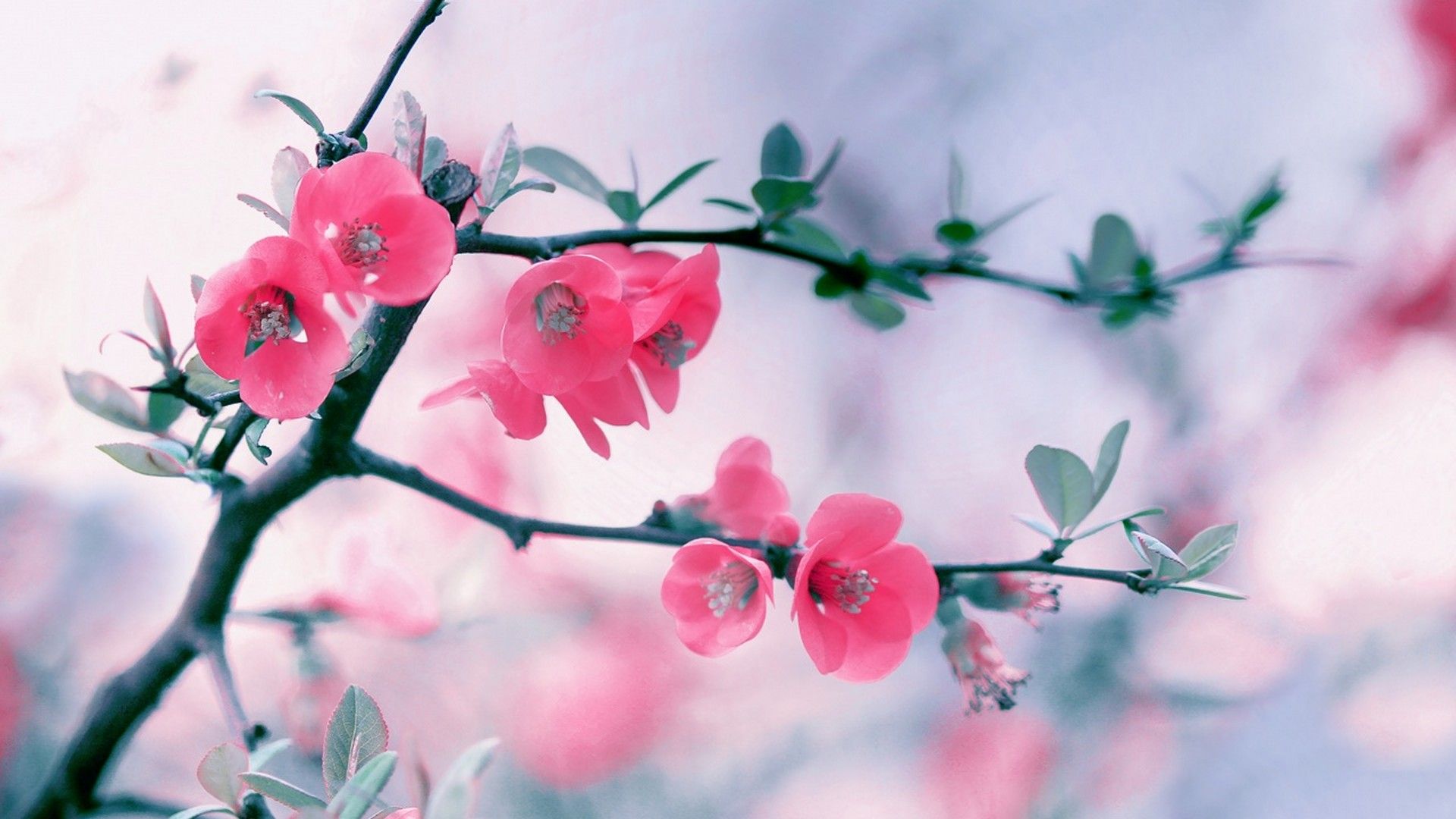 Cute Spring Backgrounds