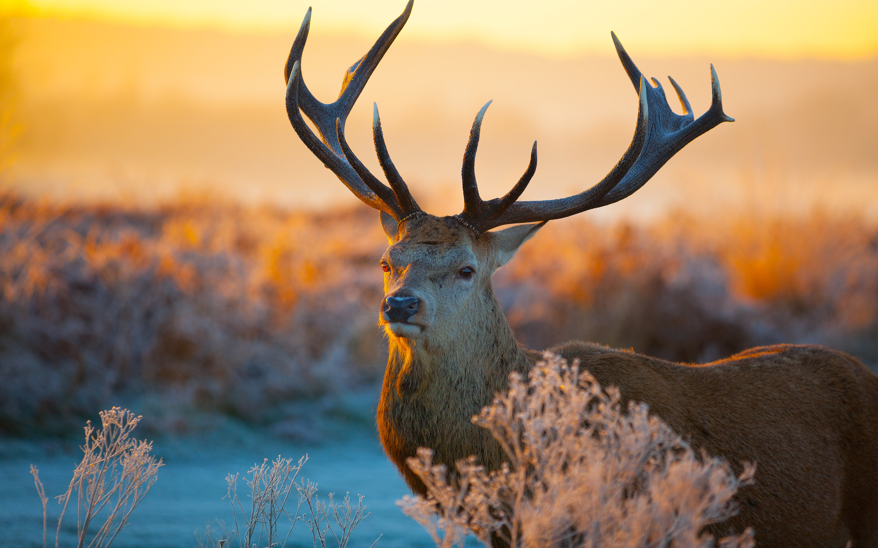 Amazing Animal Backgrounds