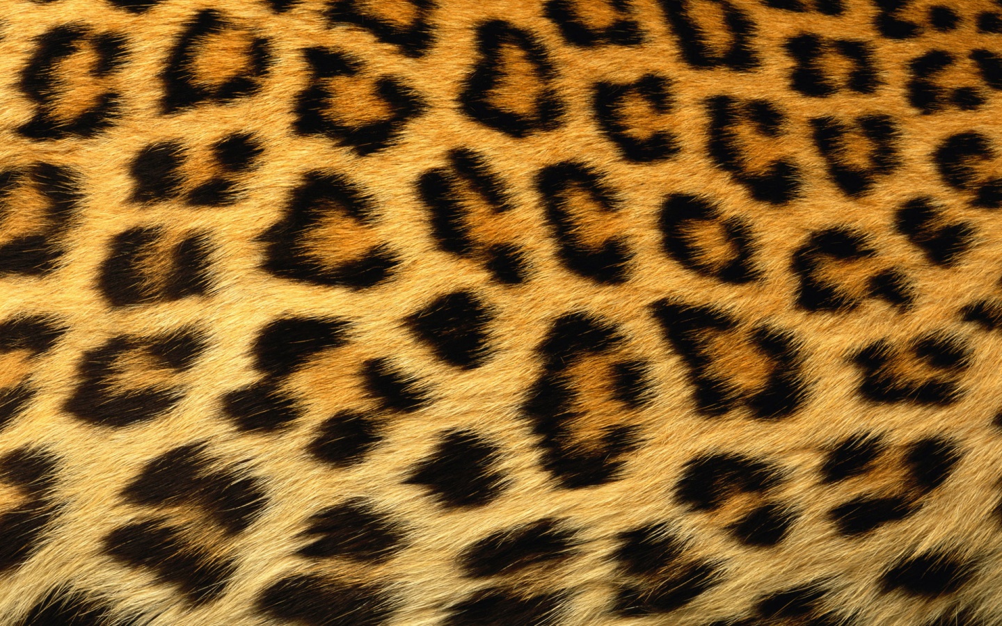 Animal Prints Backgrounds