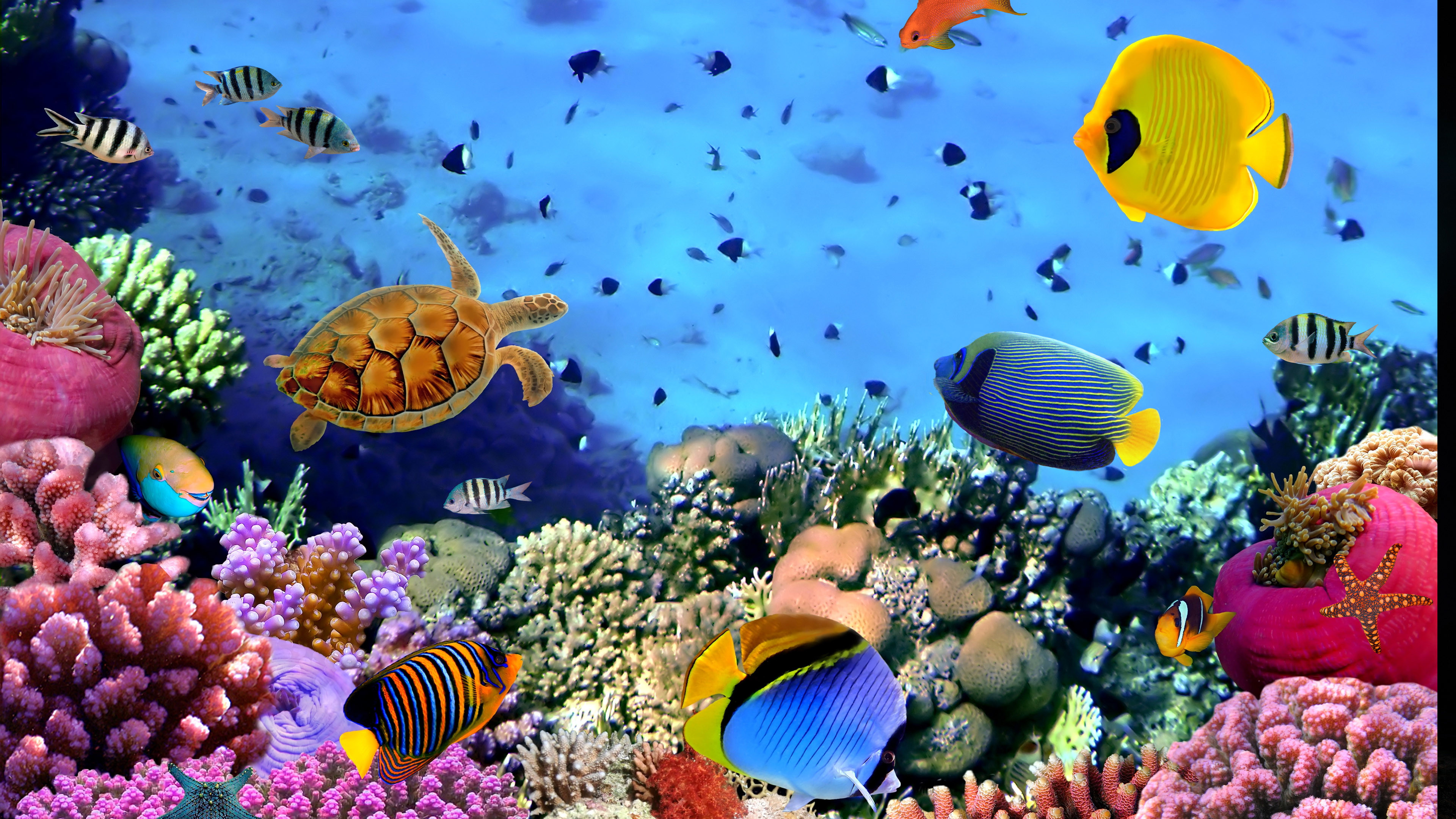 Aquarium Backgrounds For Computer