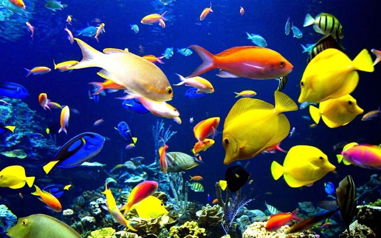 Aquarium Backgrounds For Computer