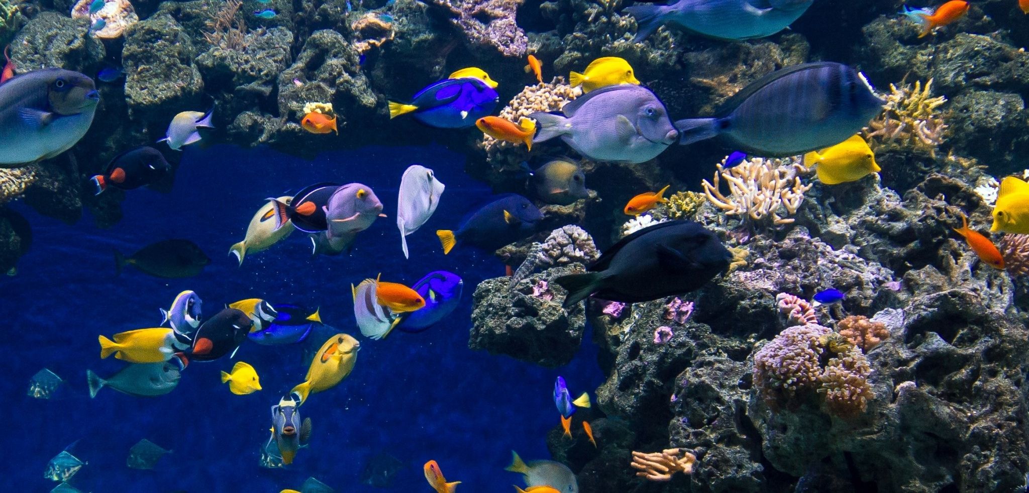 Aquarium Backgrounds For Computer