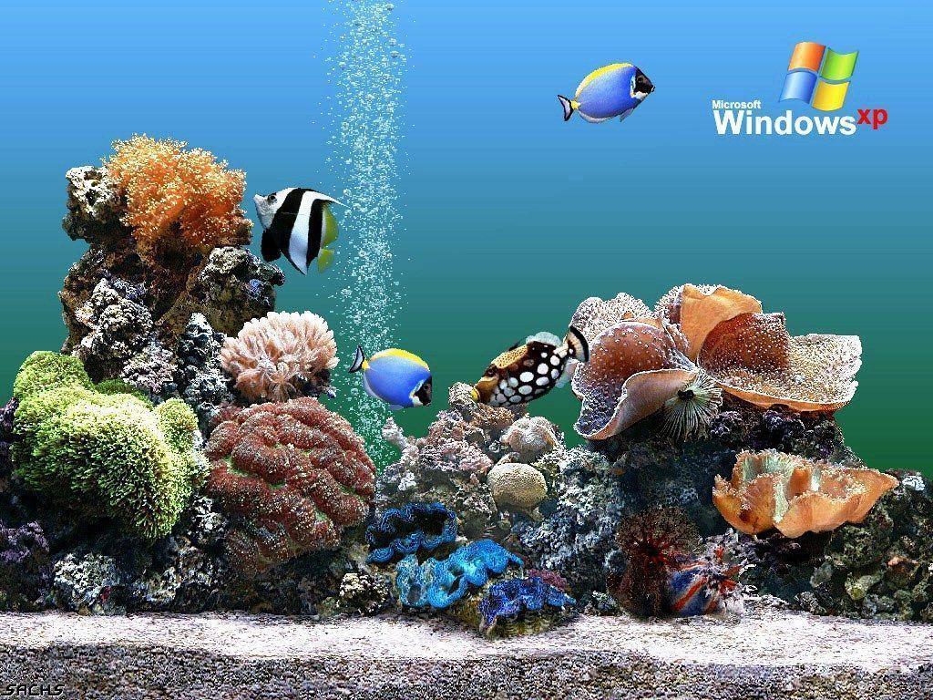 Aquarium Backgrounds For Computer