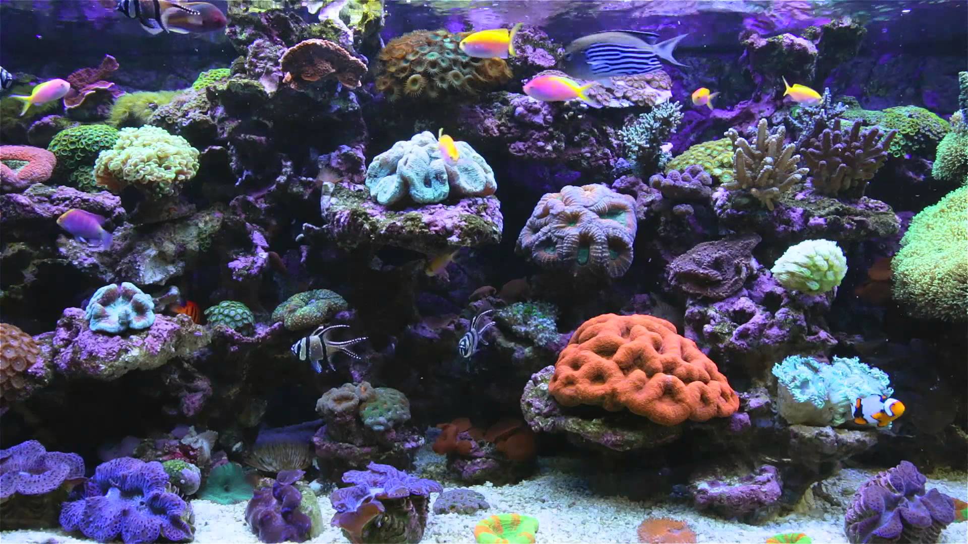 Aquarium Backgrounds For Computer