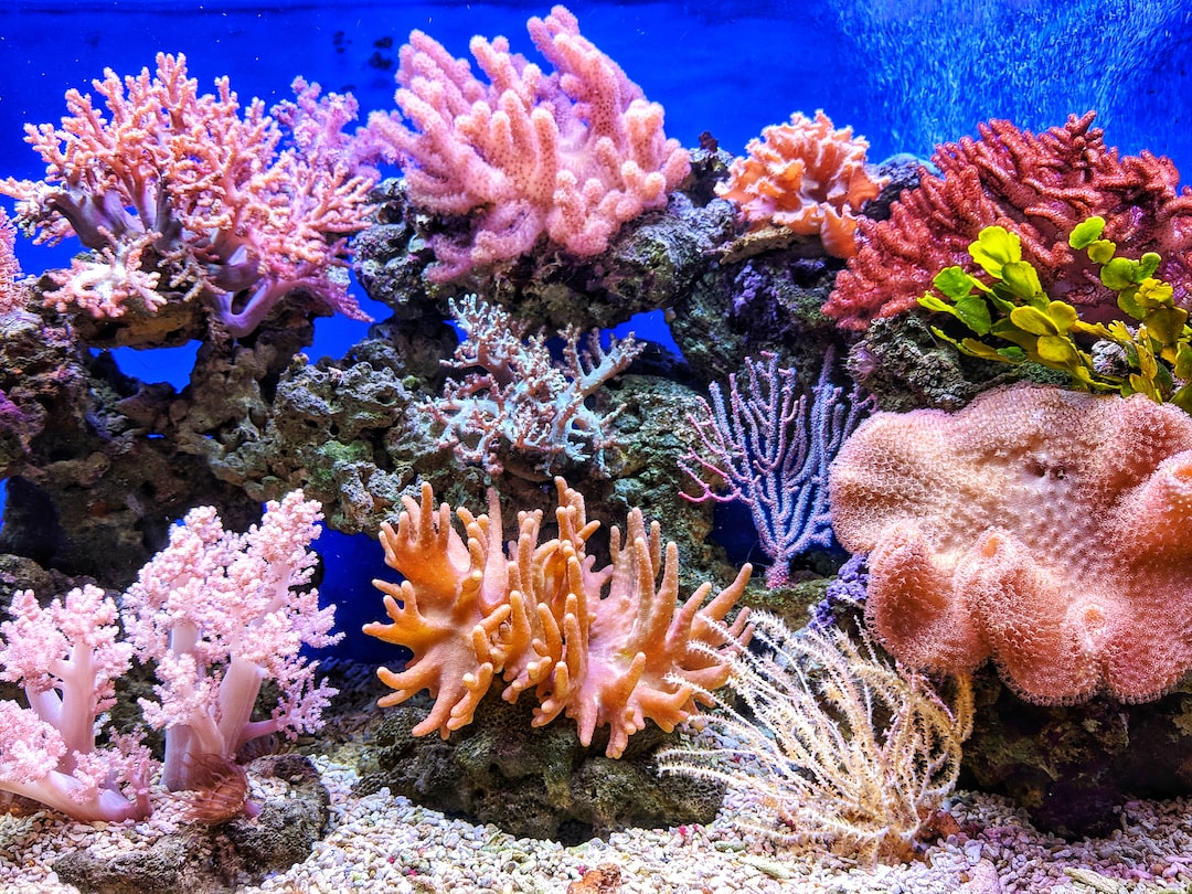 Aquarium Backgrounds For Computer