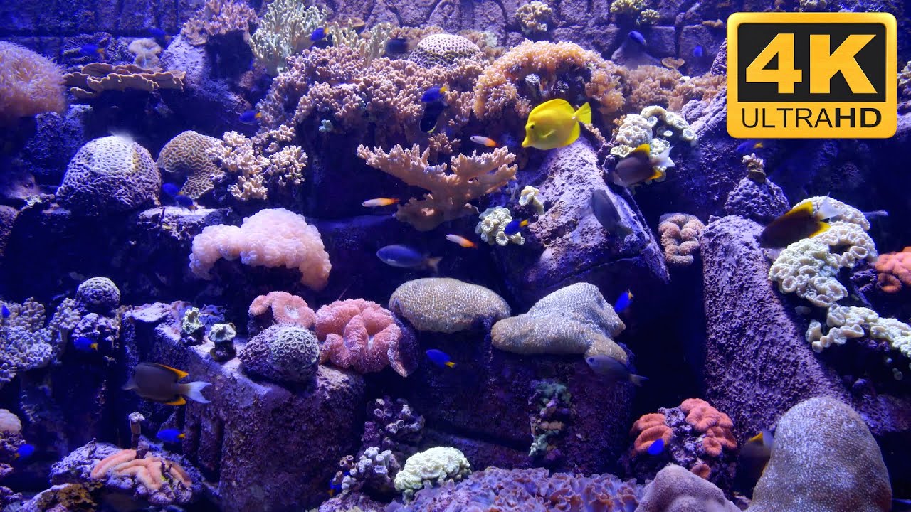 Aquarium Backgrounds For Computer