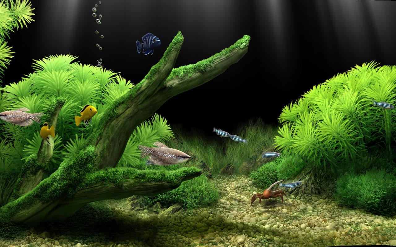 Aquarium Backgrounds For Computer