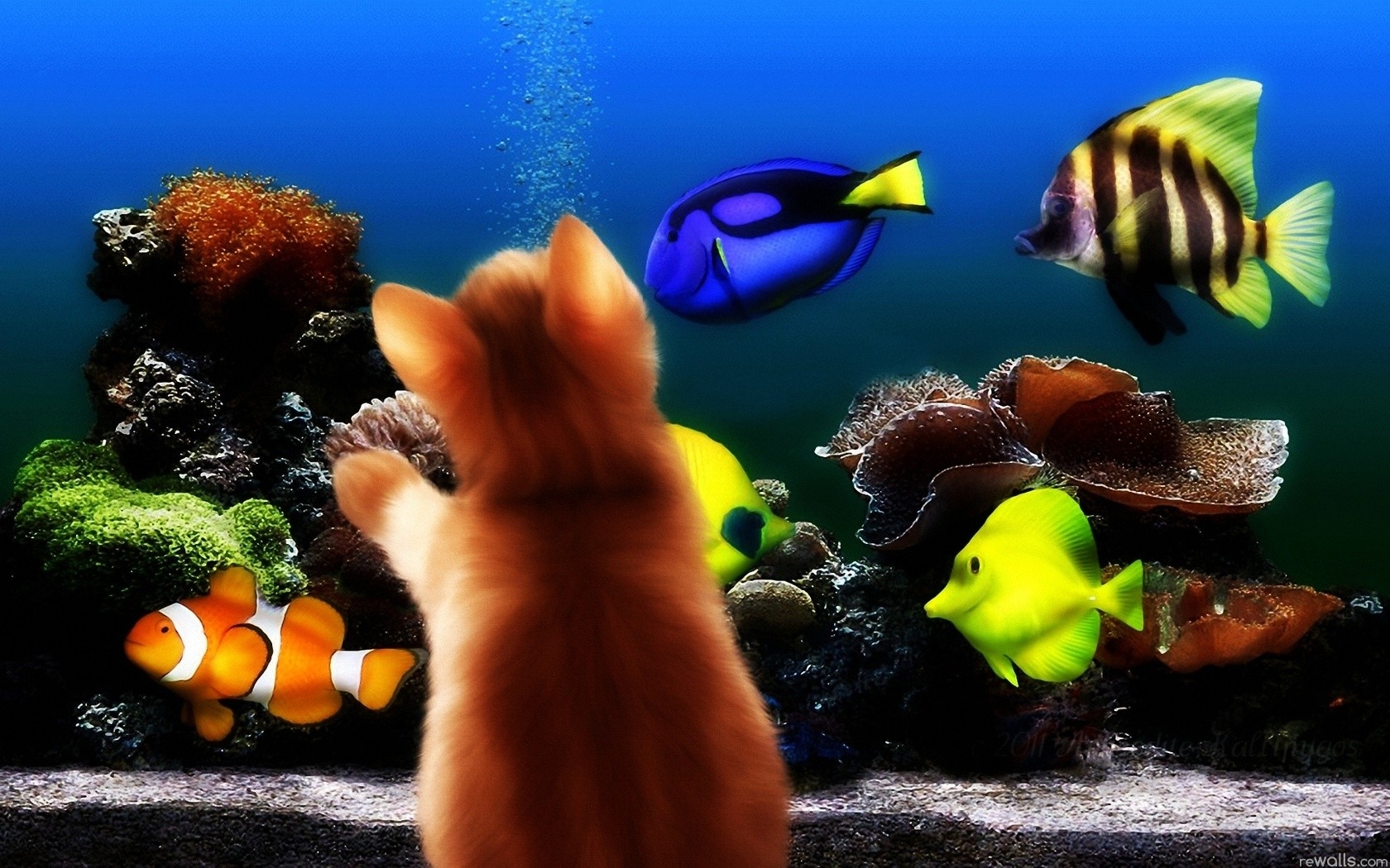 Aquarium Backgrounds For Computer