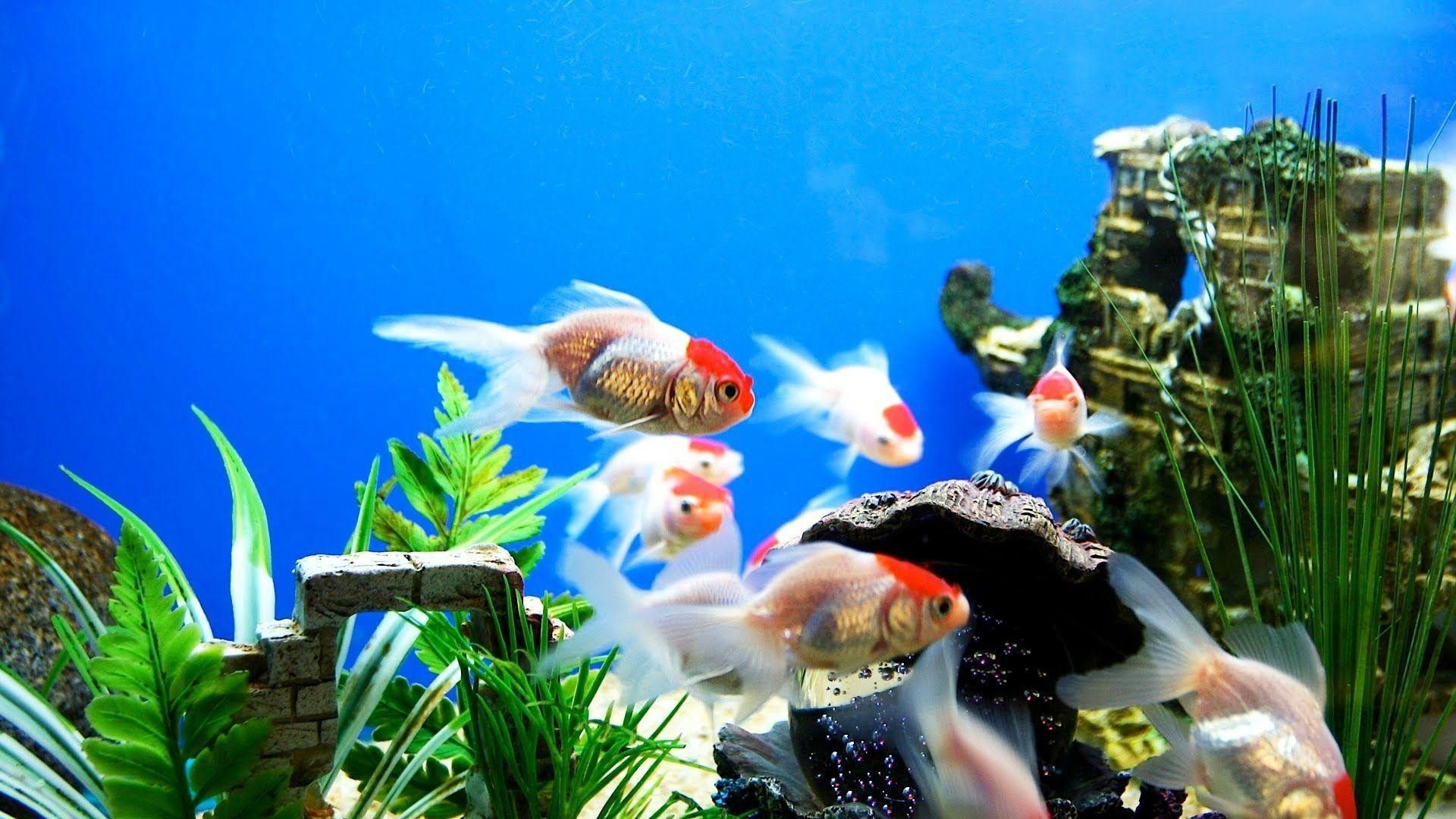 Aquarium Backgrounds For Computer