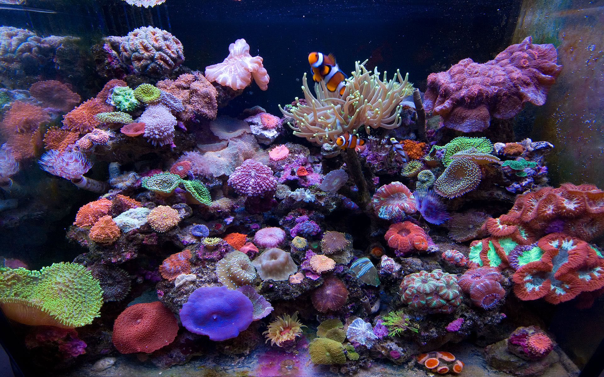 Aquarium Backgrounds For Computer