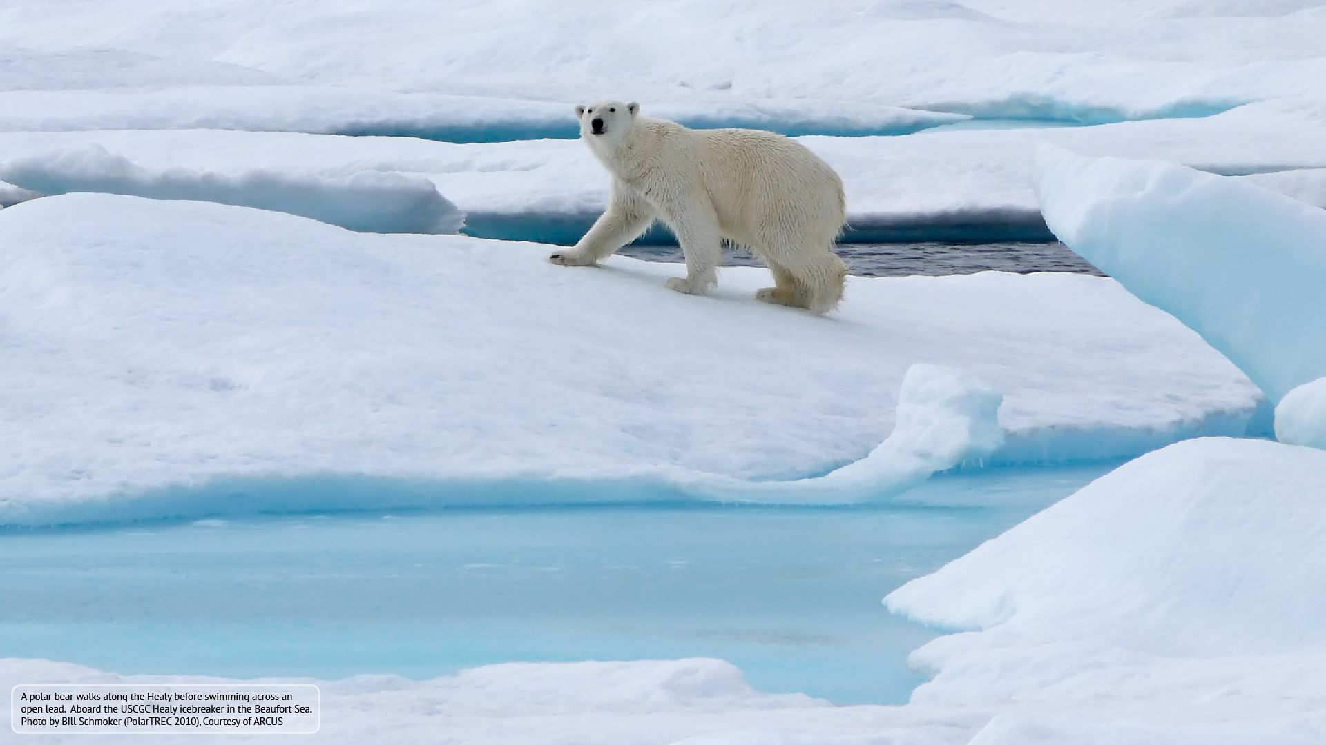 Arctic Backgrounds