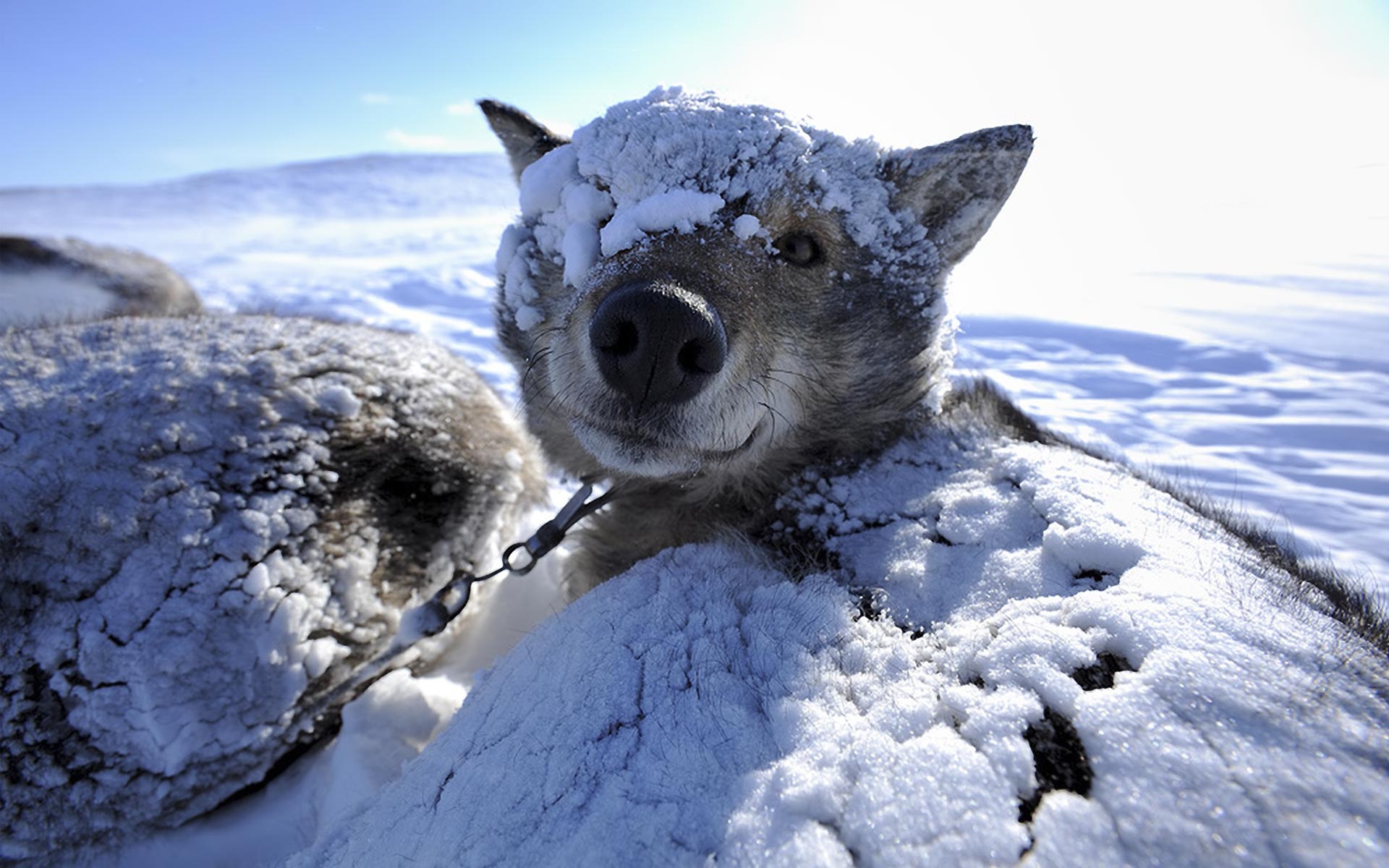 Arctic Backgrounds