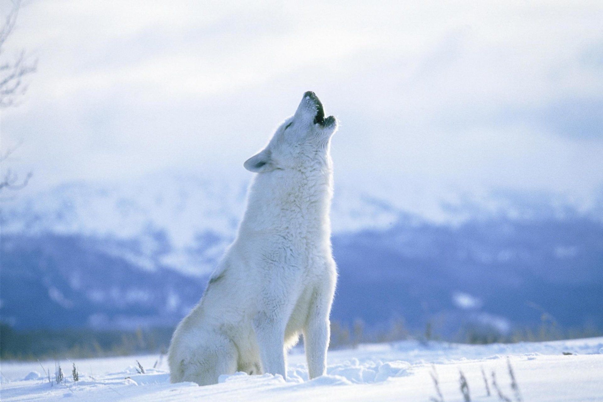 Arctic Backgrounds