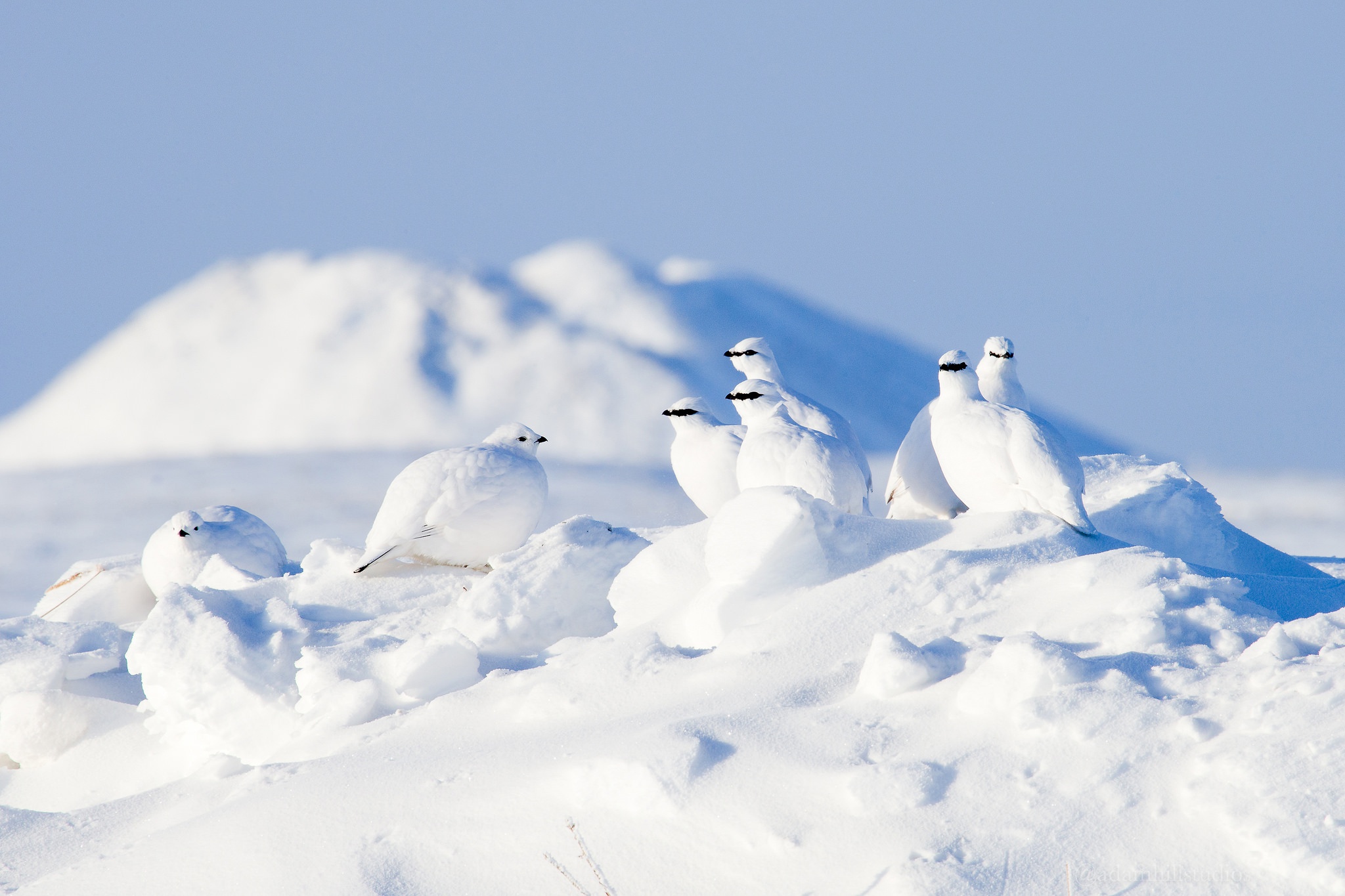 Arctic Backgrounds