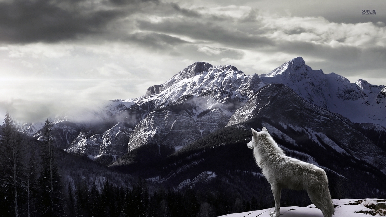 Arctic Wolf Background