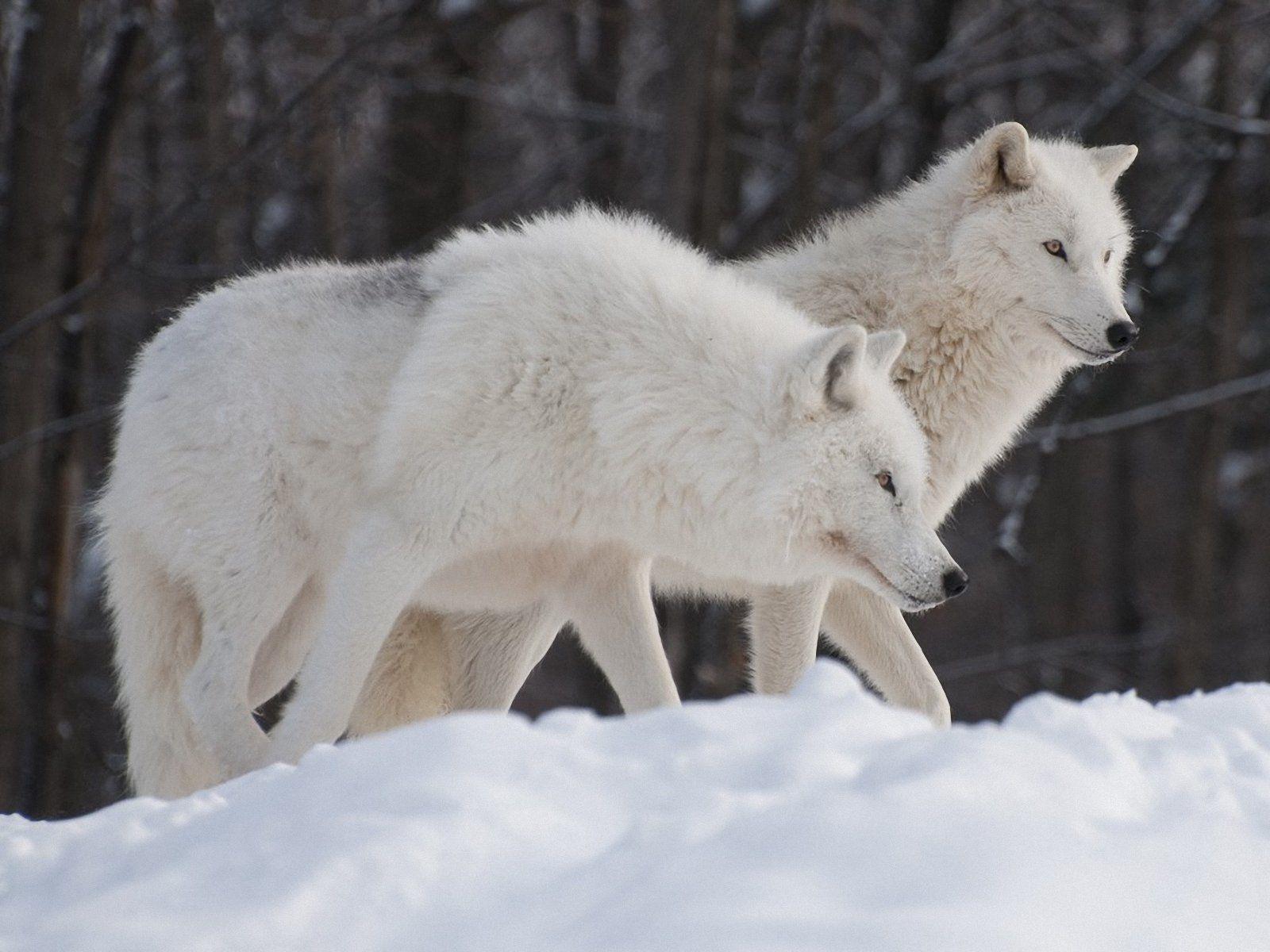 Arctic Wolf Background