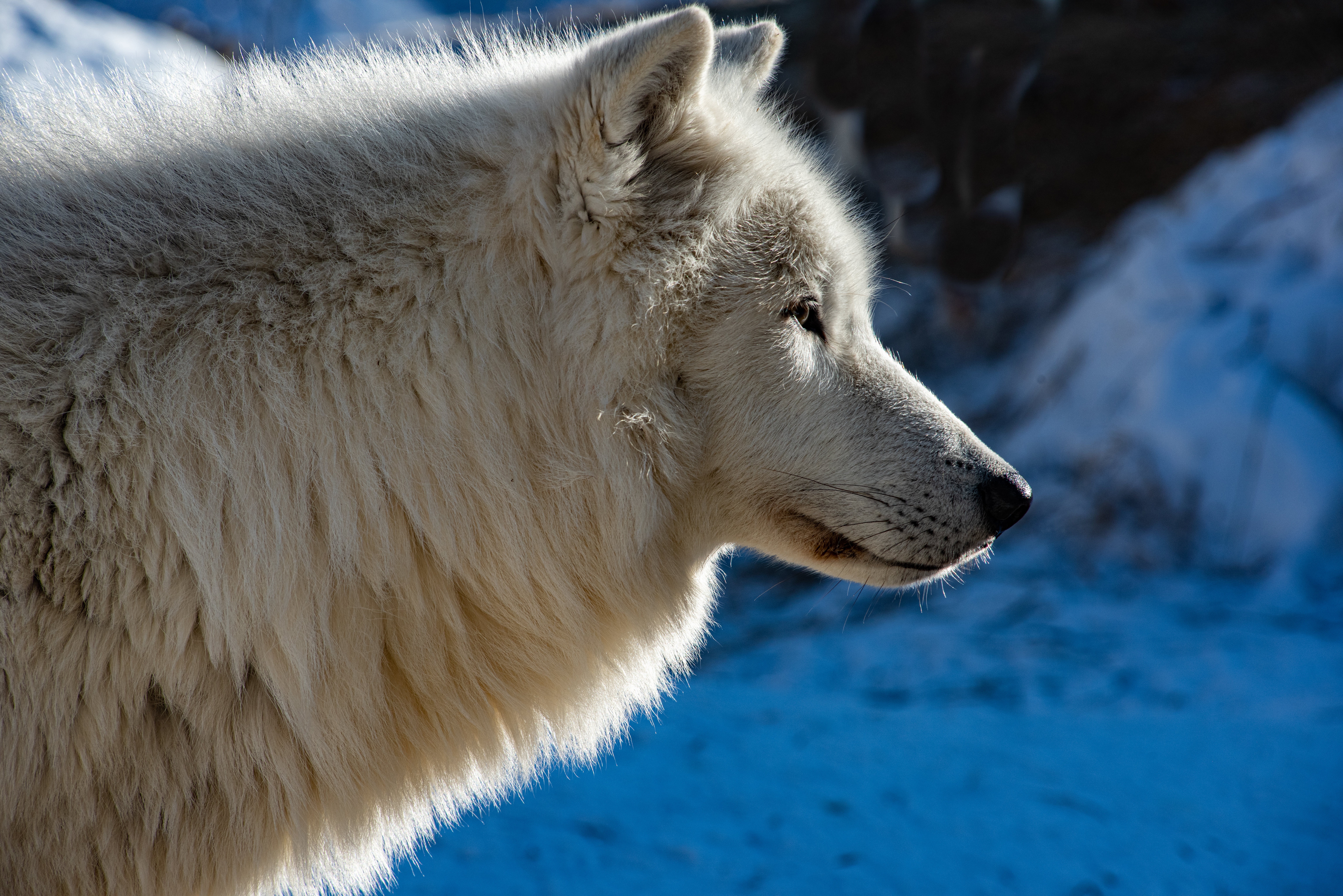 Arctic Wolf Background