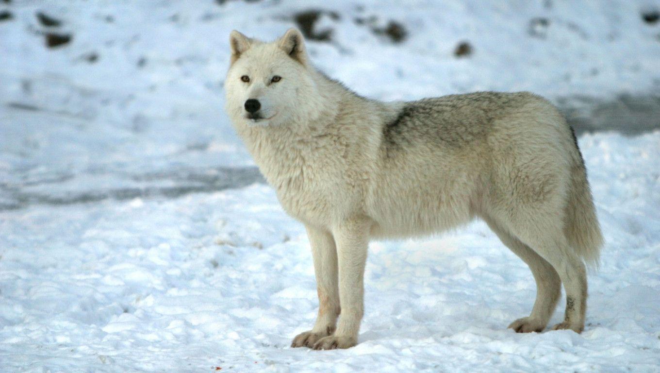 Arctic Wolf Background