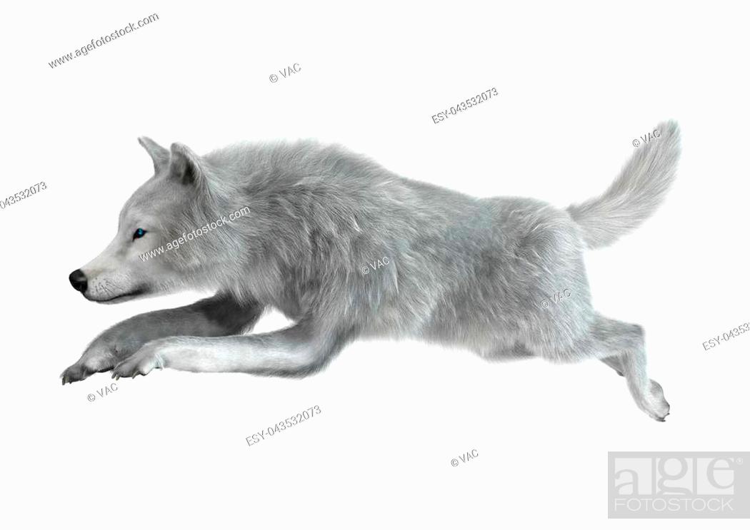 Arctic Wolf Background