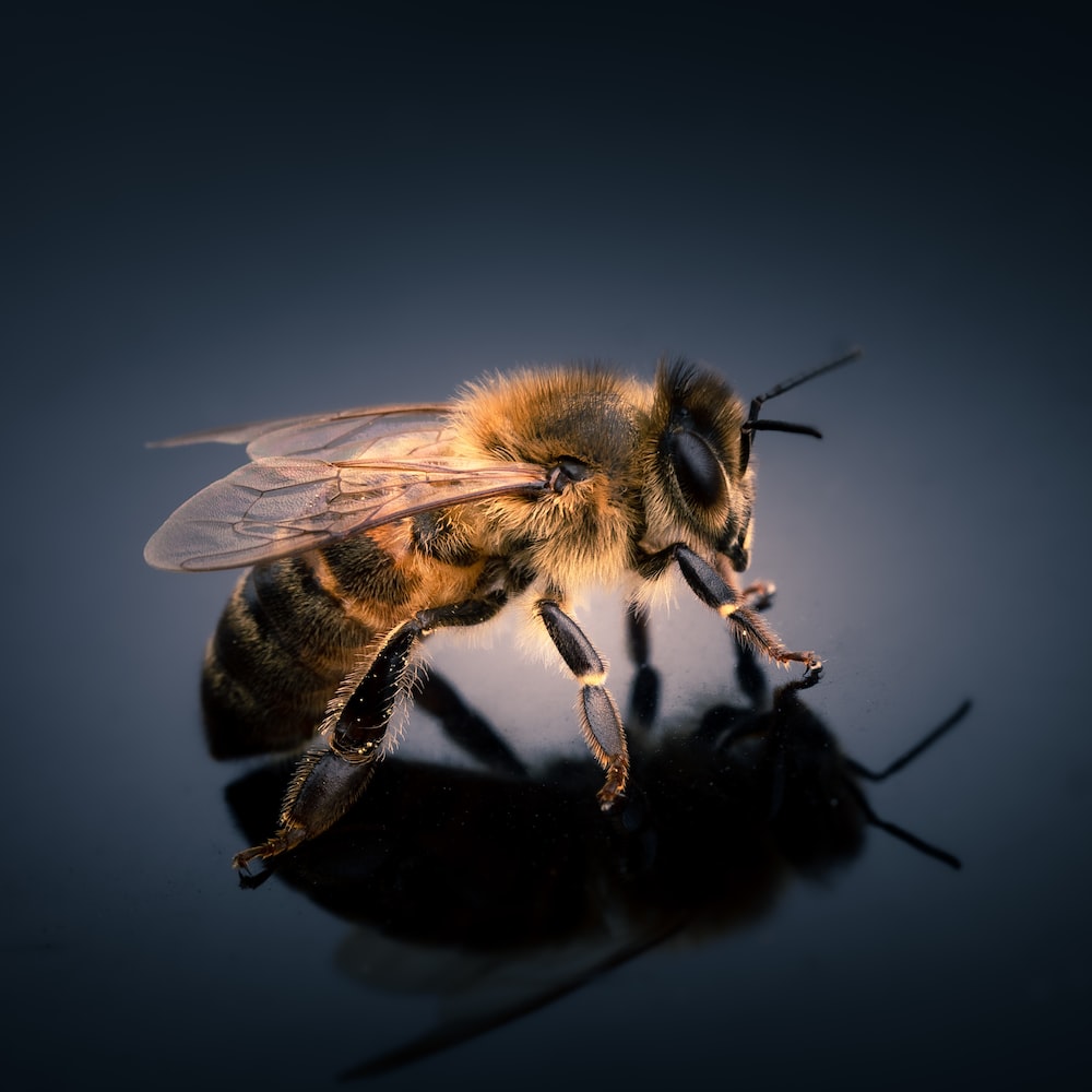 Background Bee