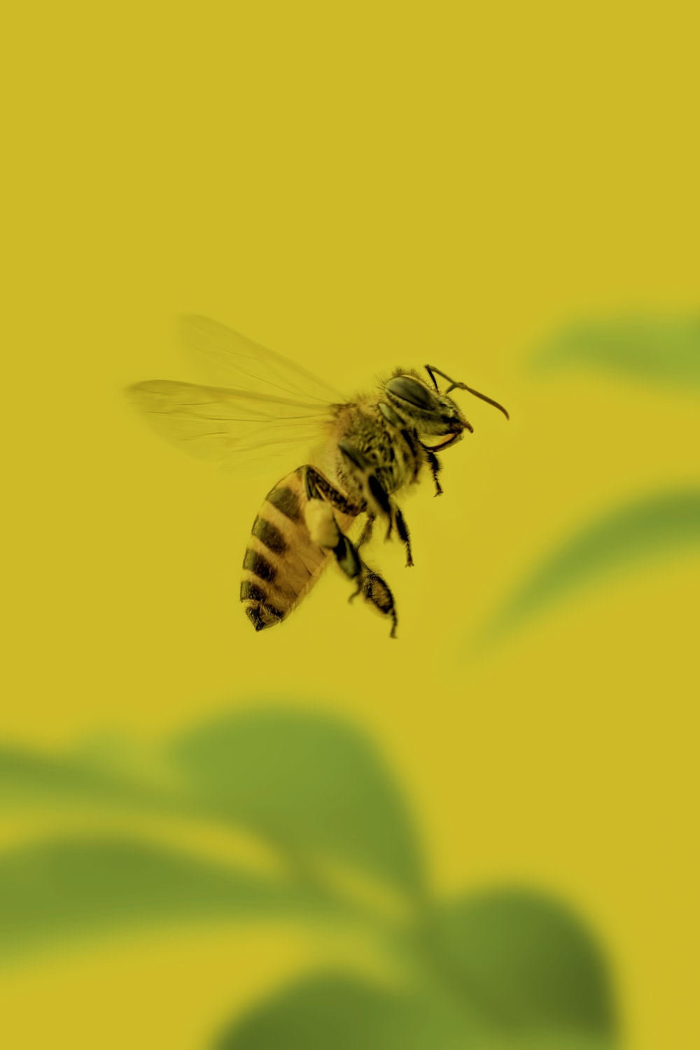 Background Bee