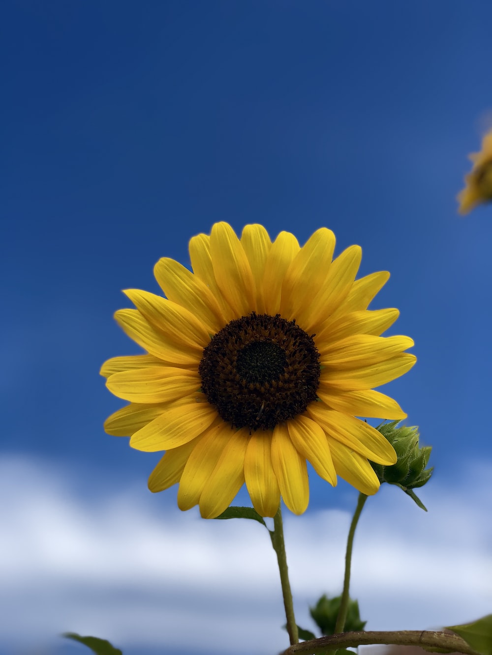 Background Sunflower