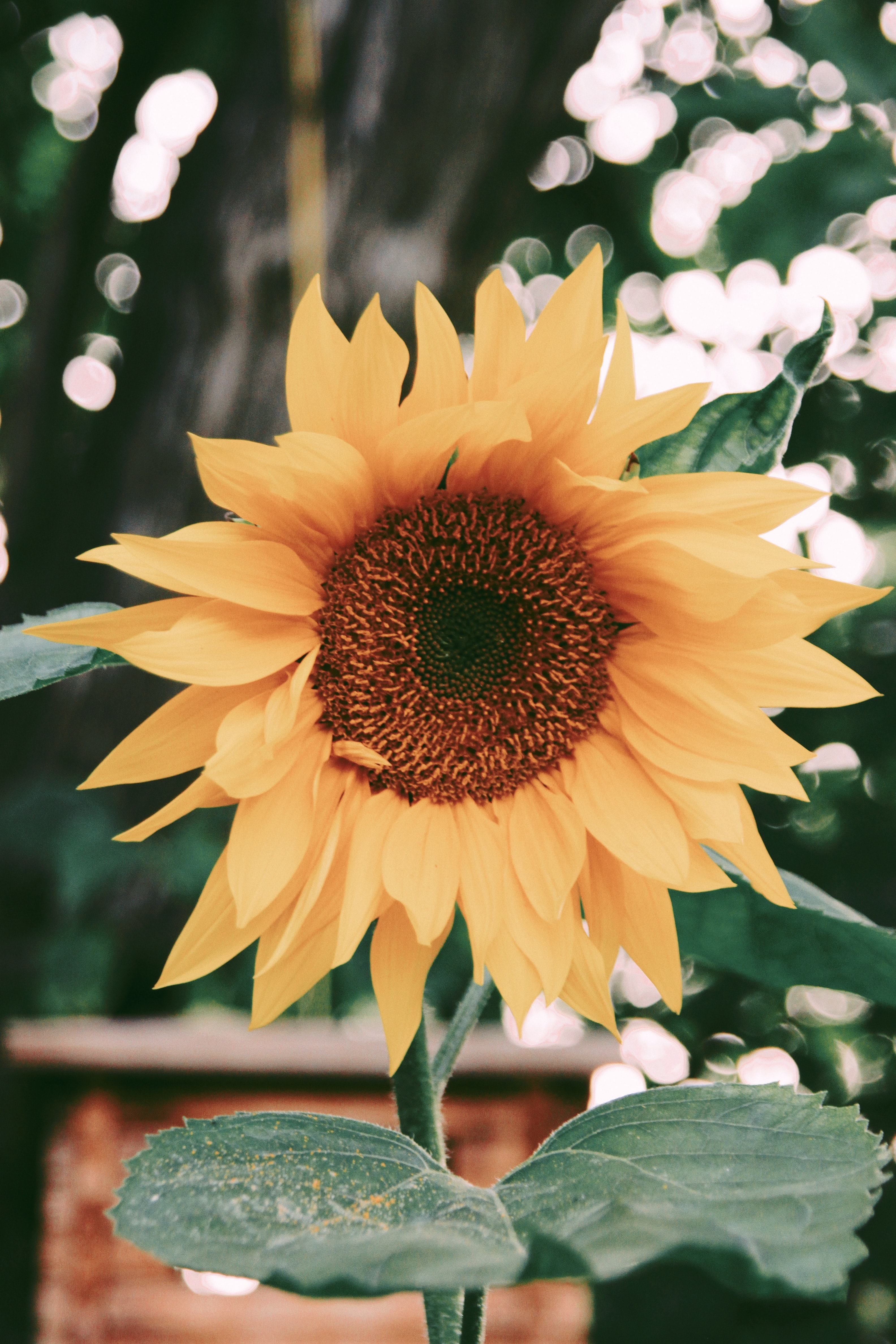 Background Sunflower