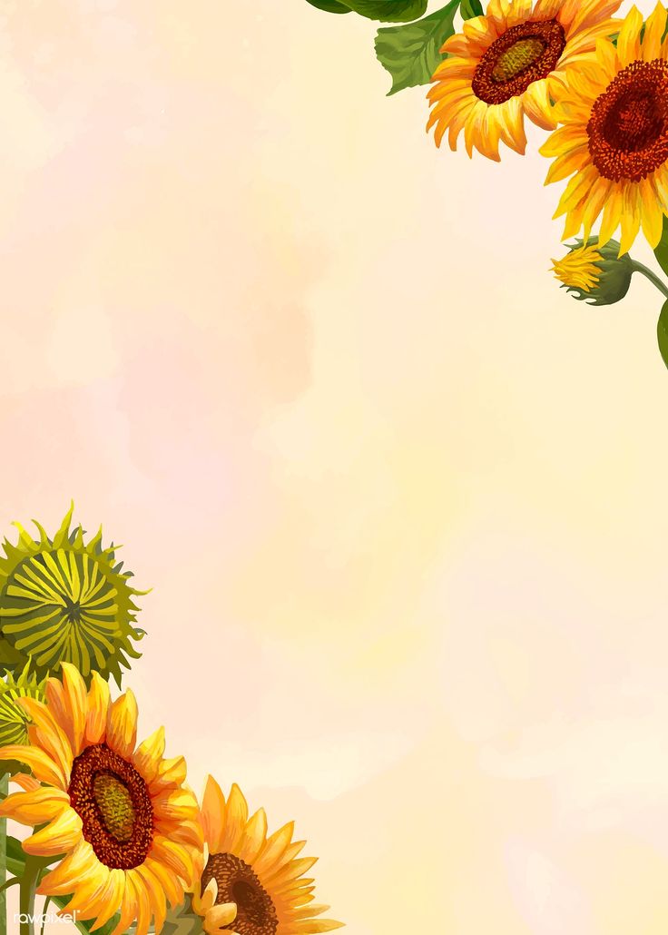 Background Sunflower