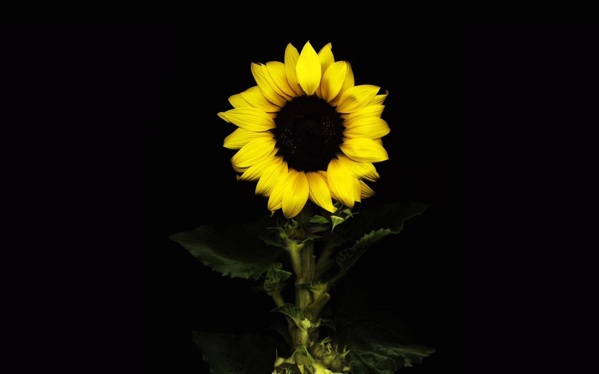 Background Sunflower