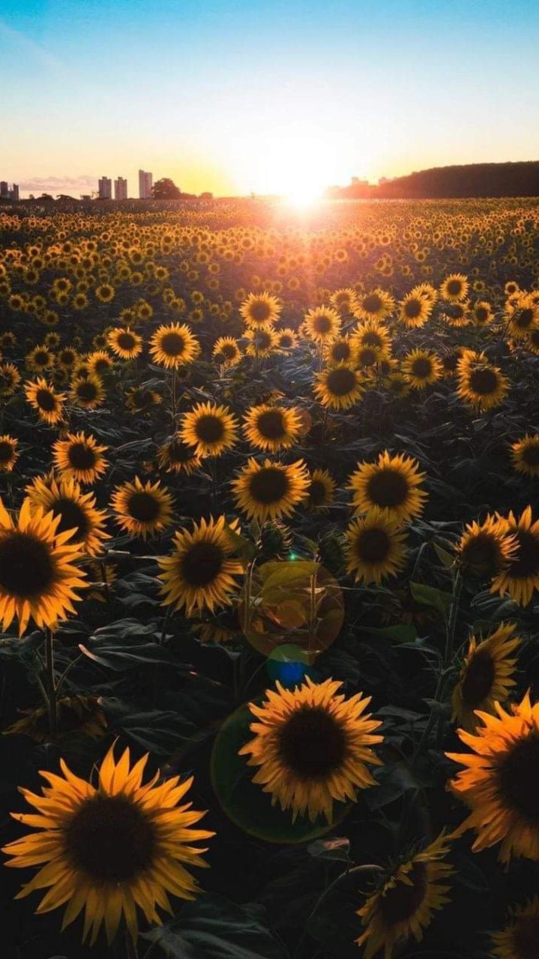 Background Sunflower