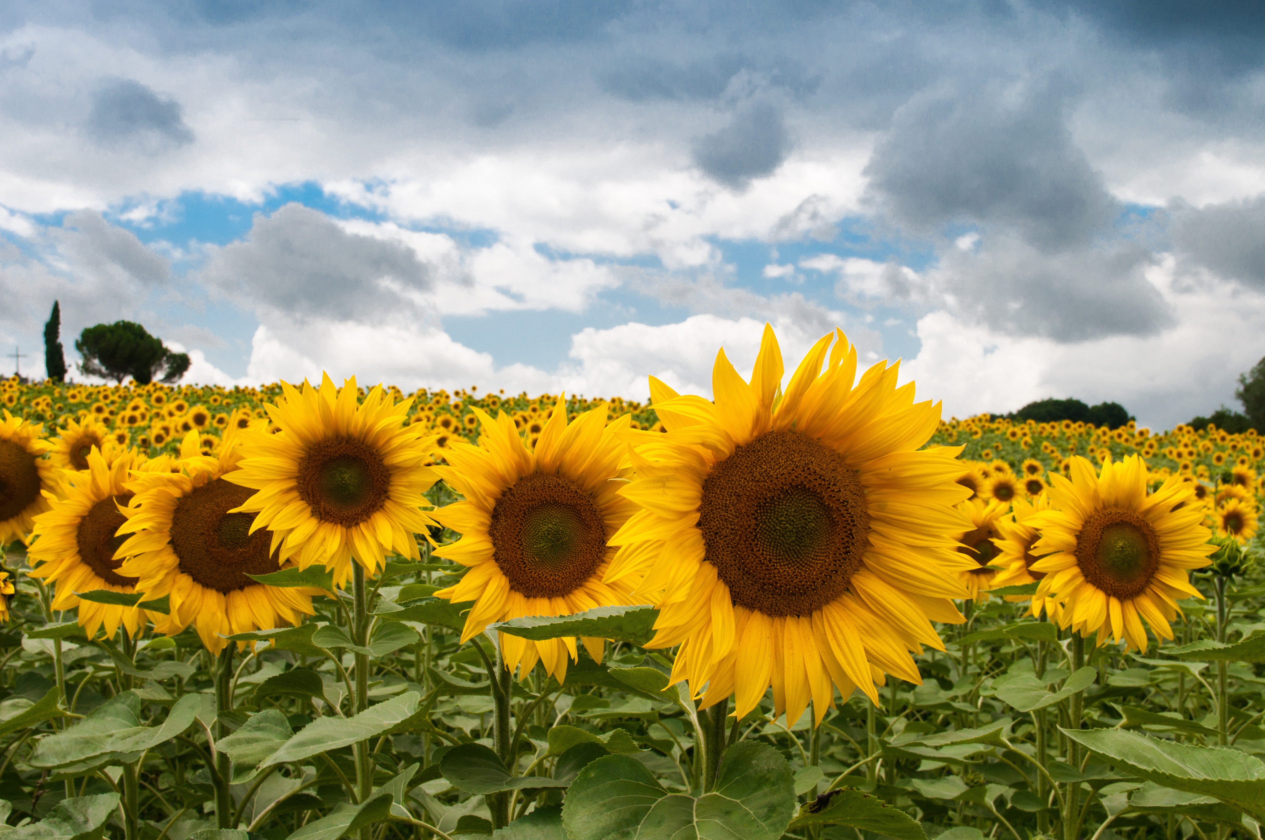 Background Sunflower