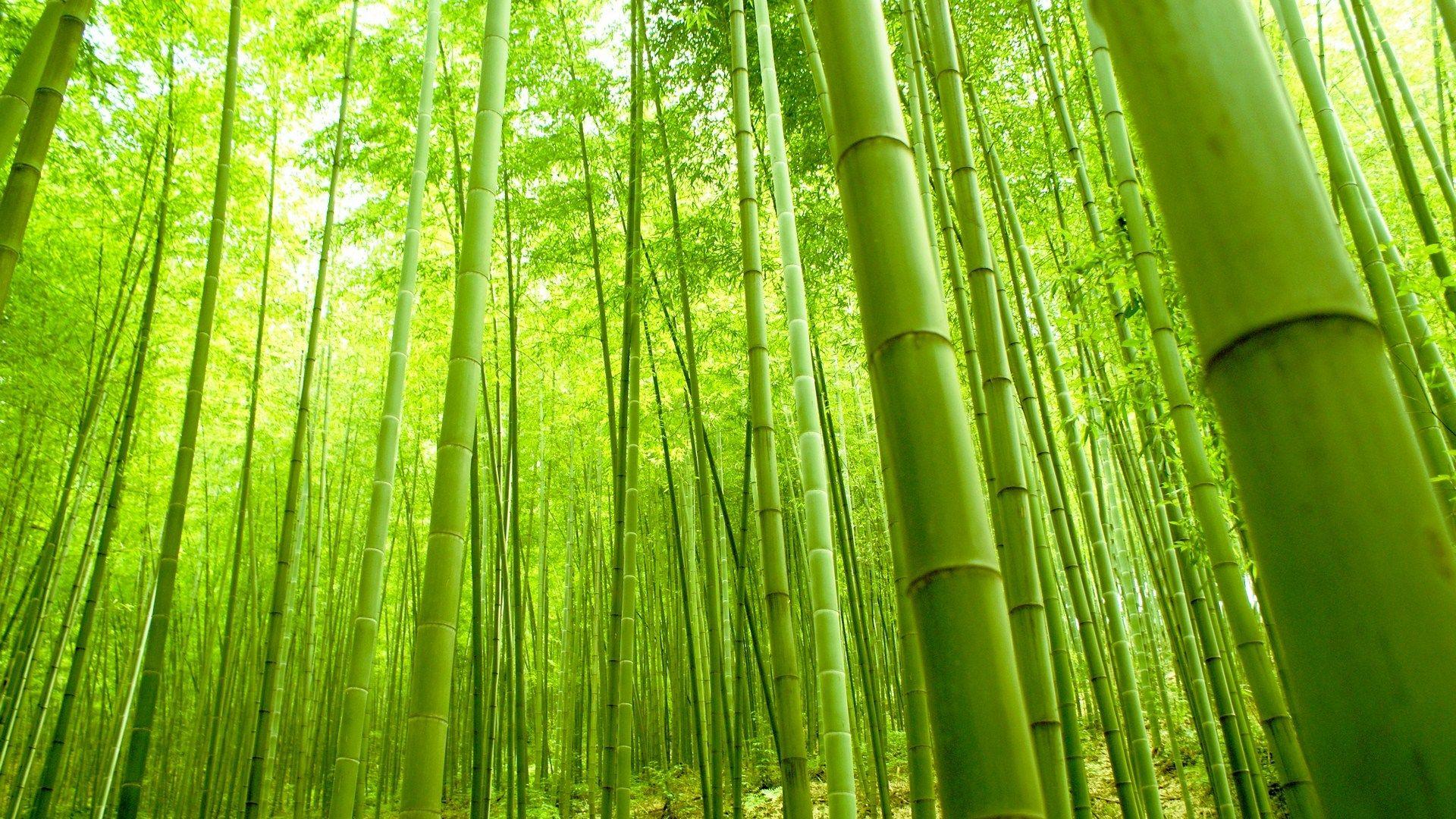 Bamboo Forest Background