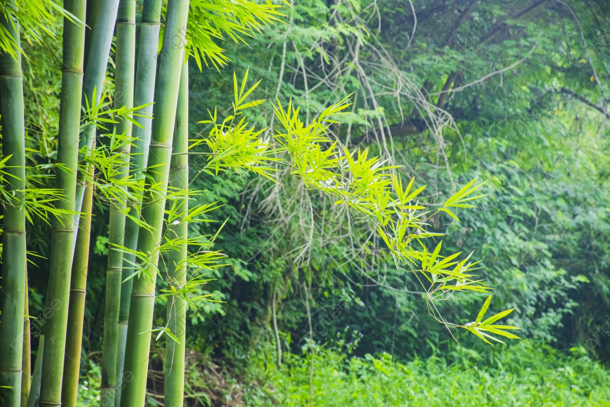 Bamboo Forest Background