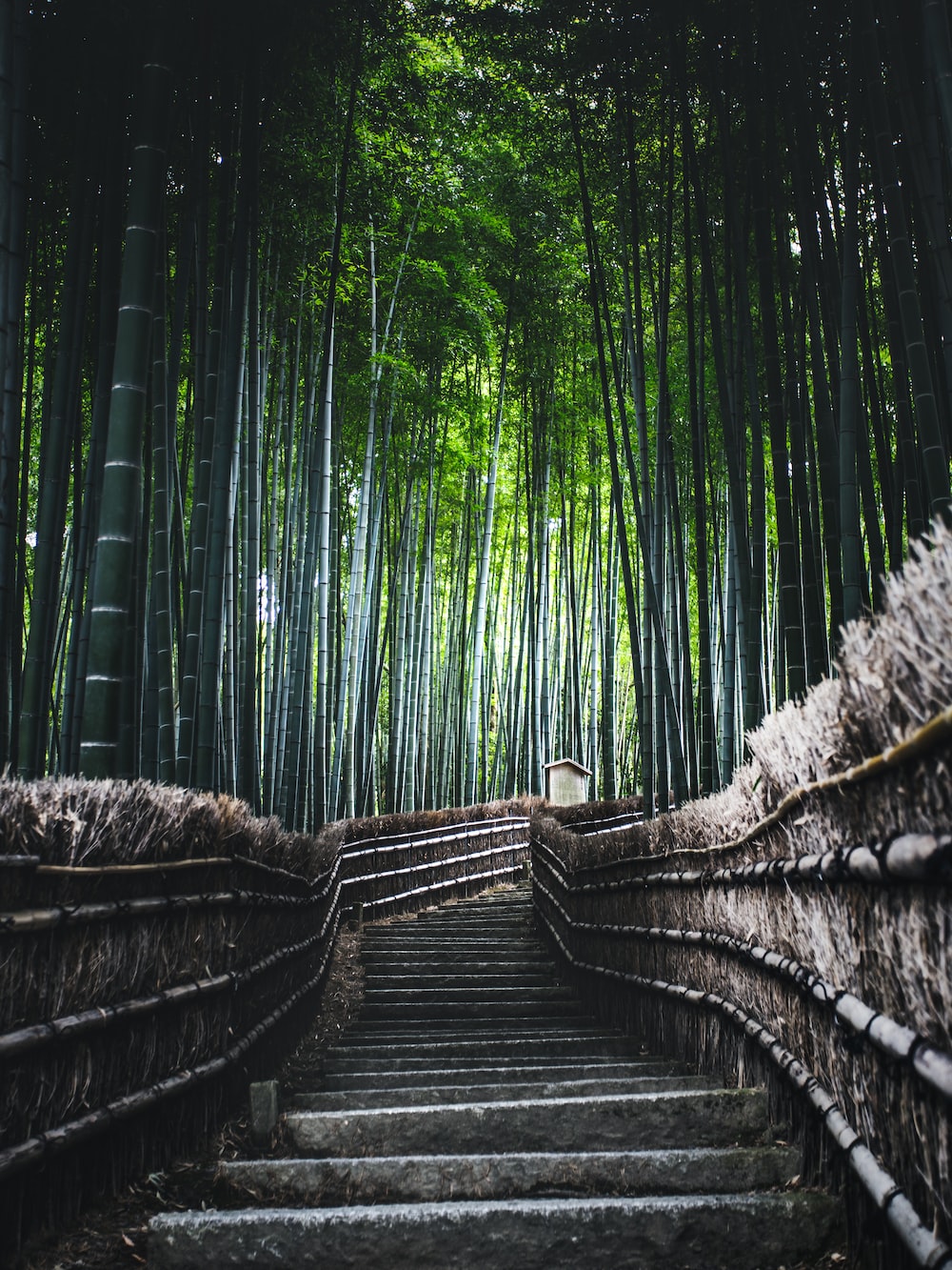 Bamboo Forest Background