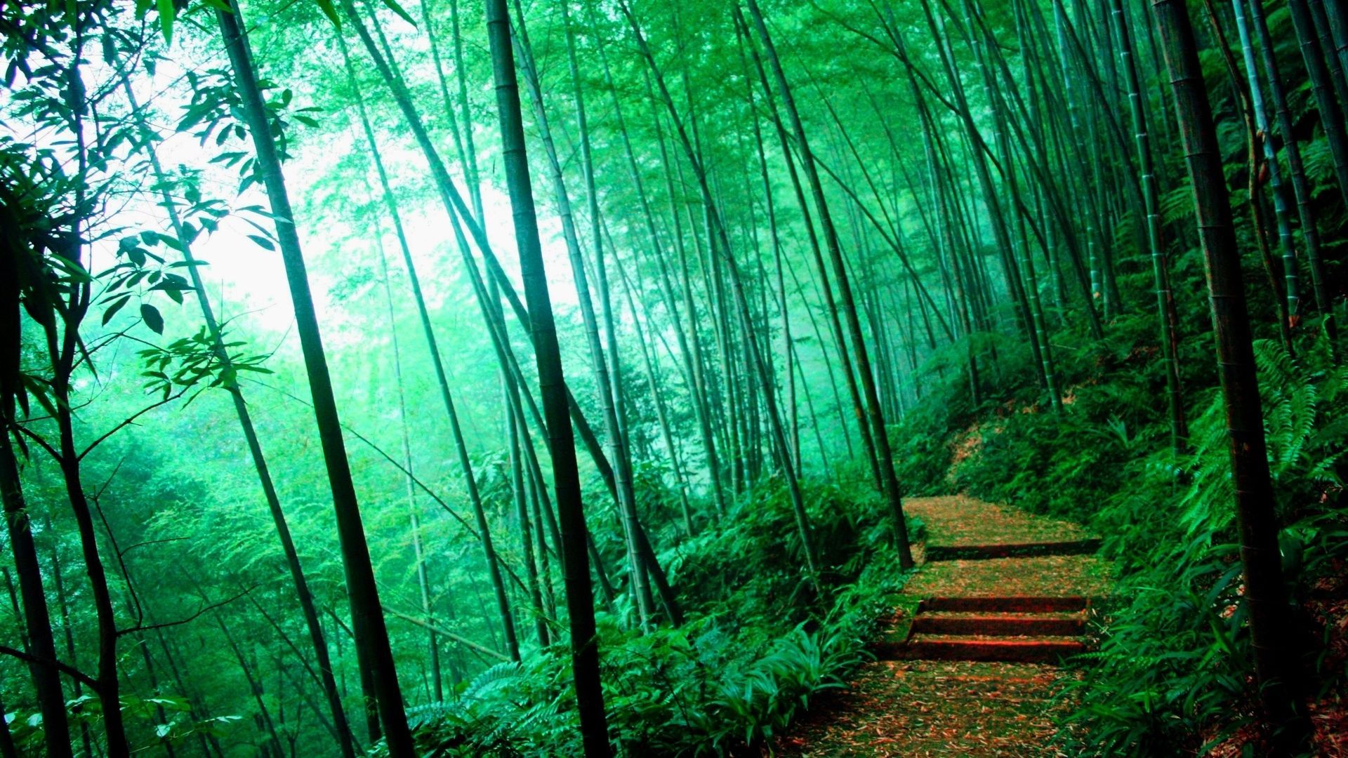 Bamboo Forest Background