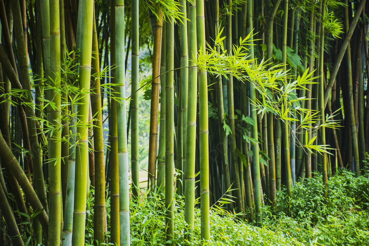 Bamboo Forest Background