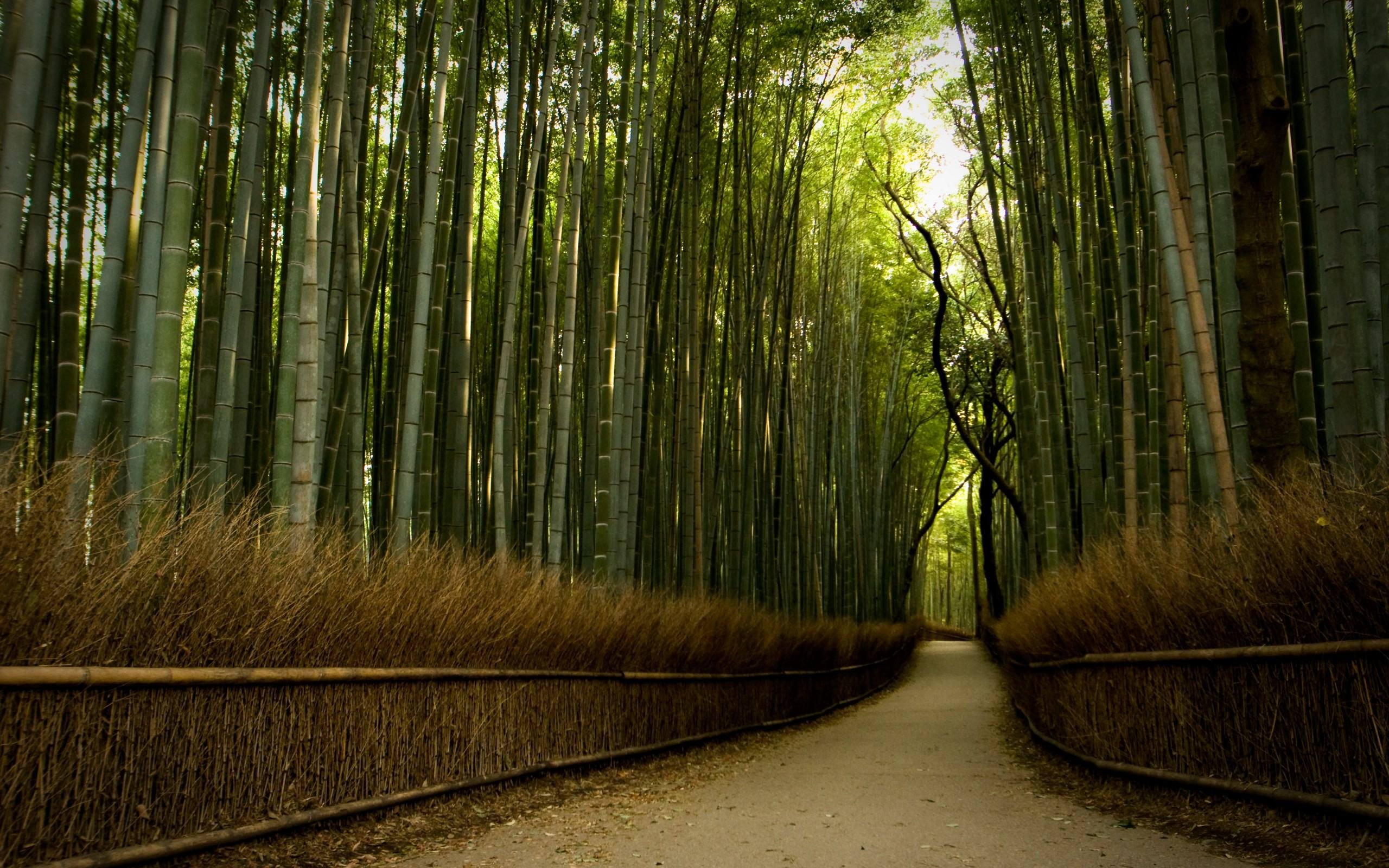 Bamboo Forest Background