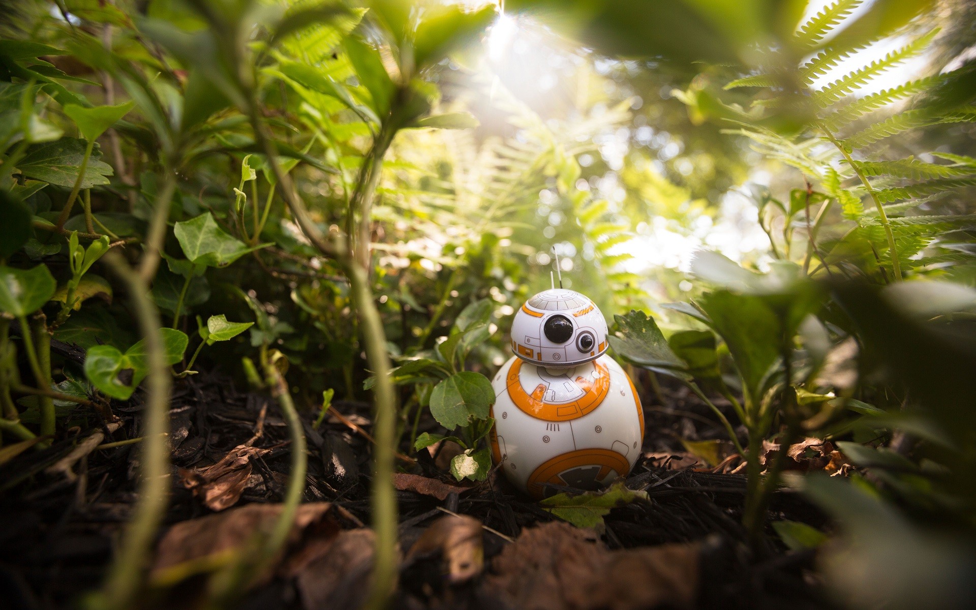 Bb8 Background