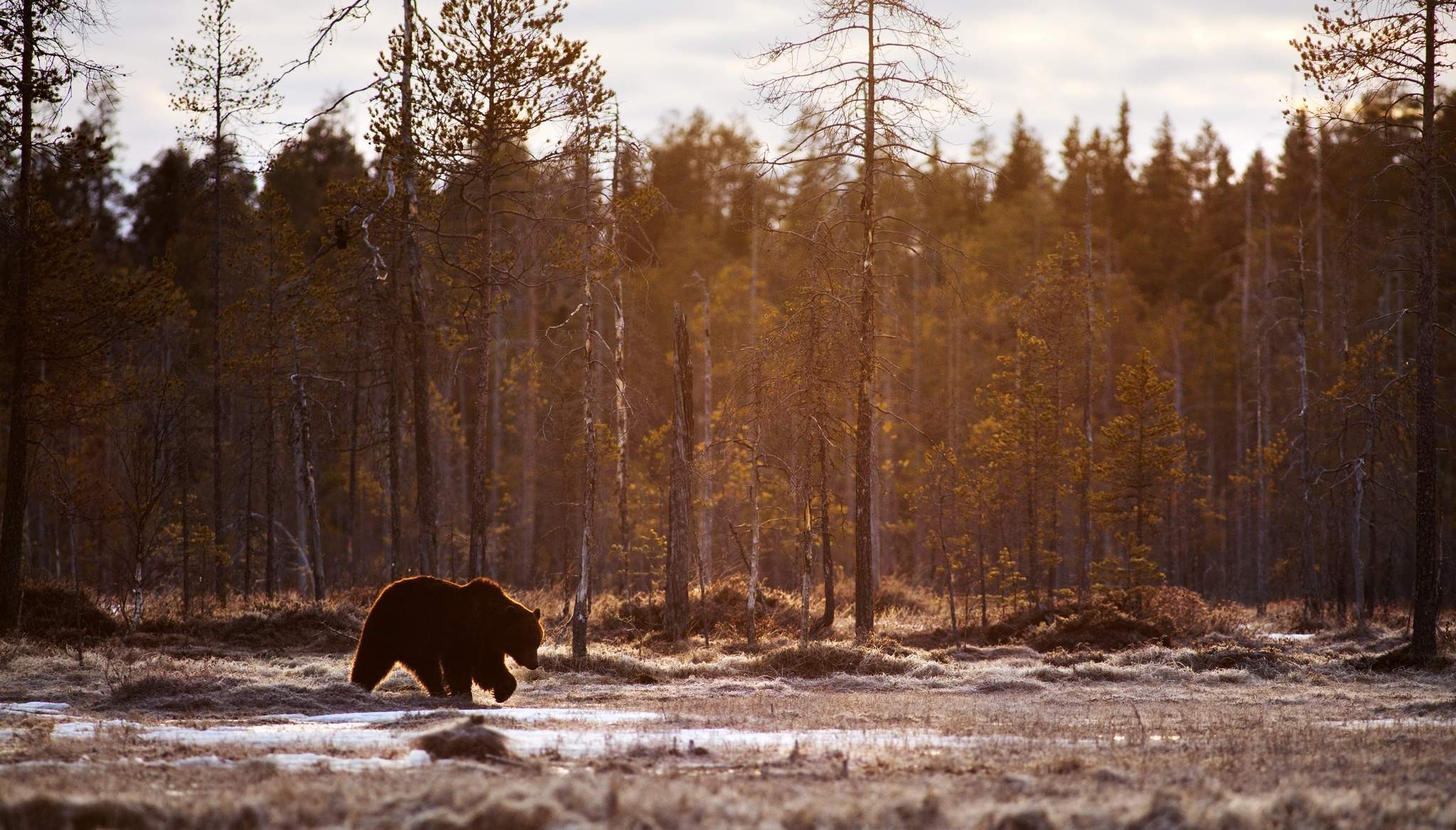 Bear Desktop Background