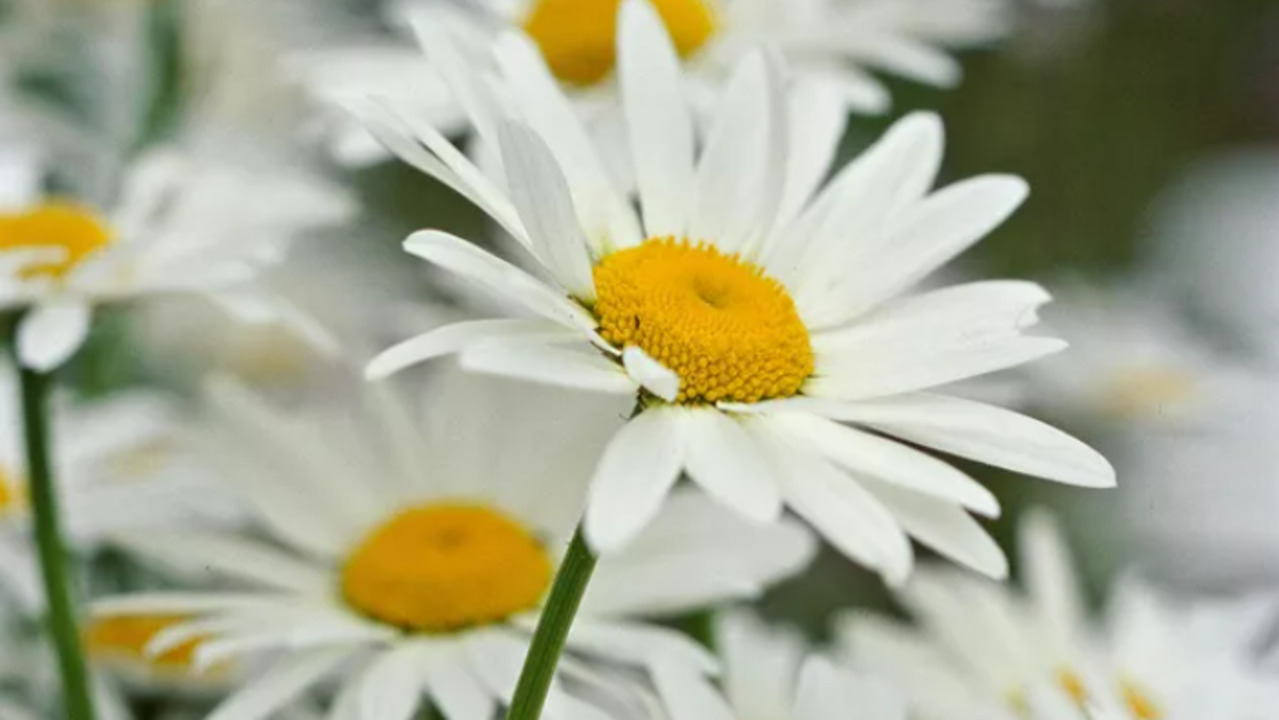 Best Daisies Backgrounds