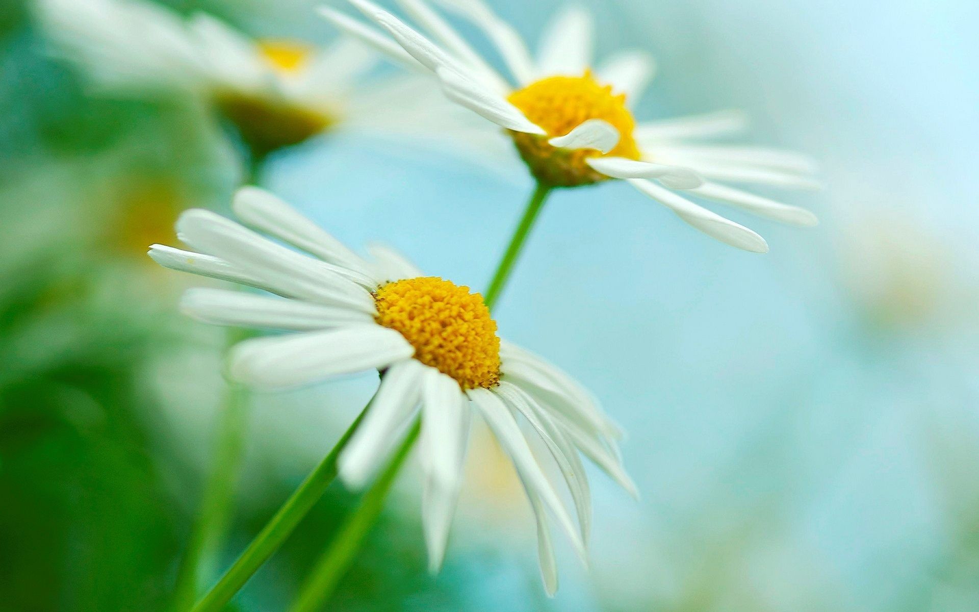 Best Daisies Backgrounds