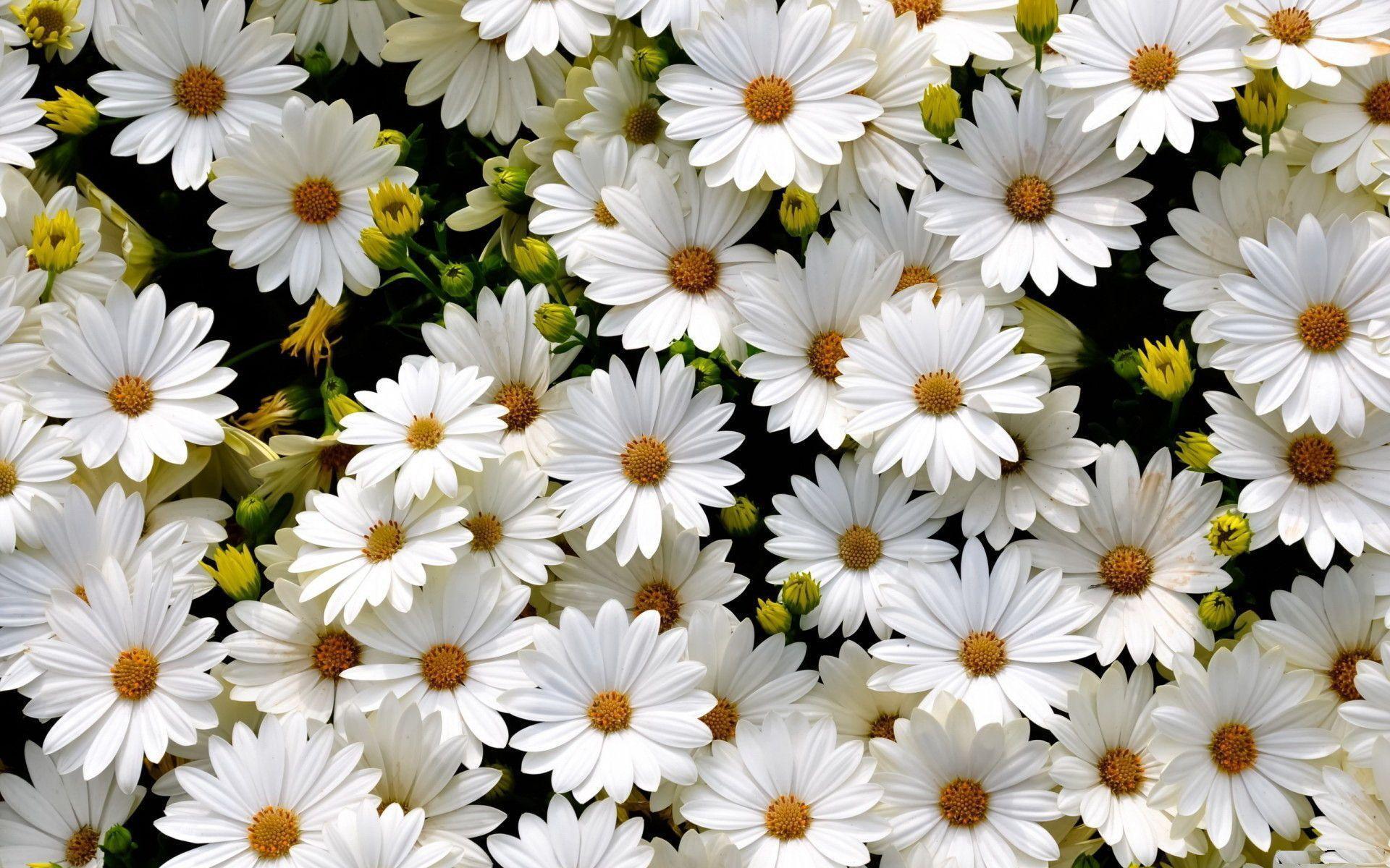 Best Daisies Backgrounds