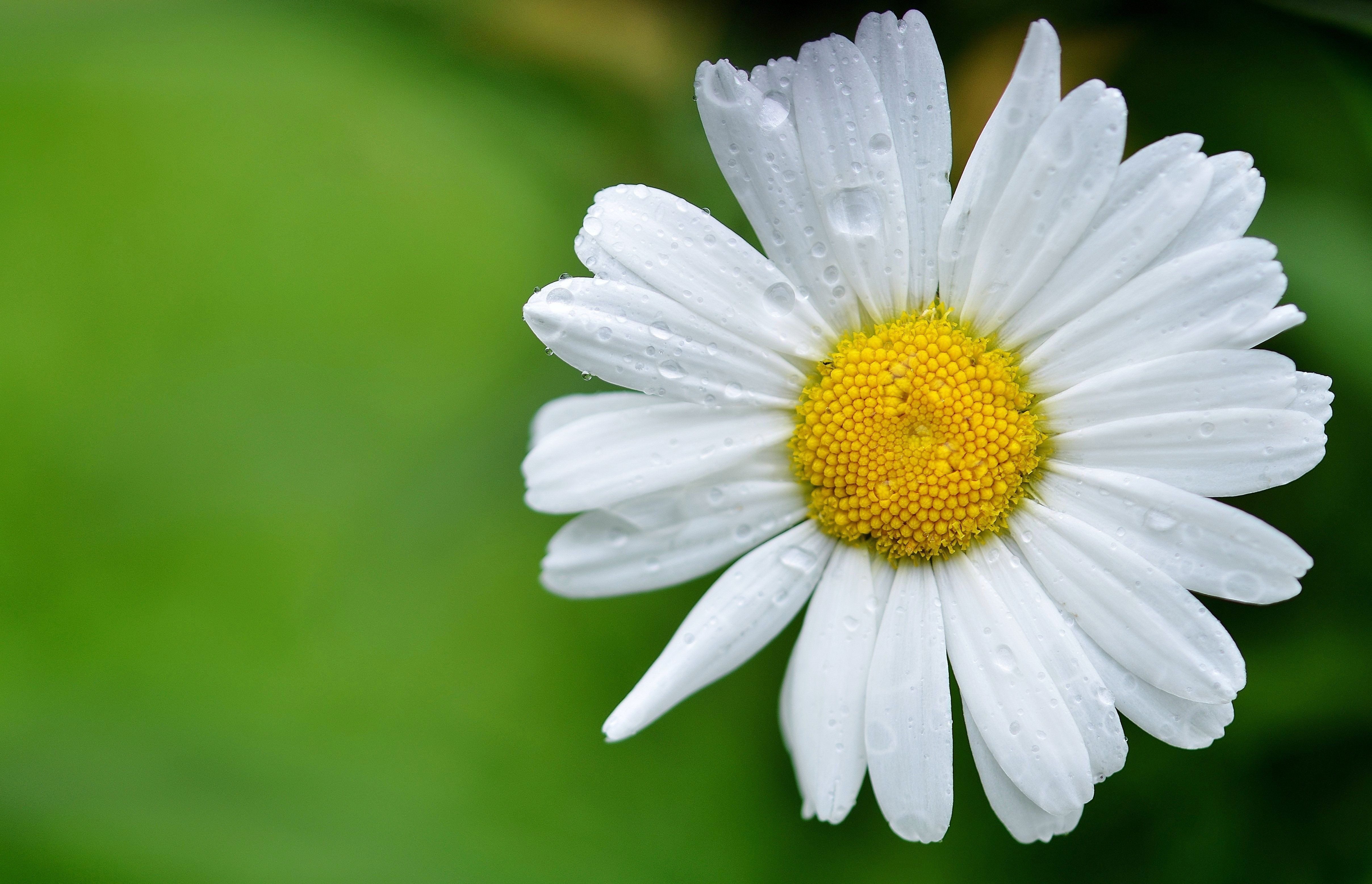 Best Daisies Backgrounds