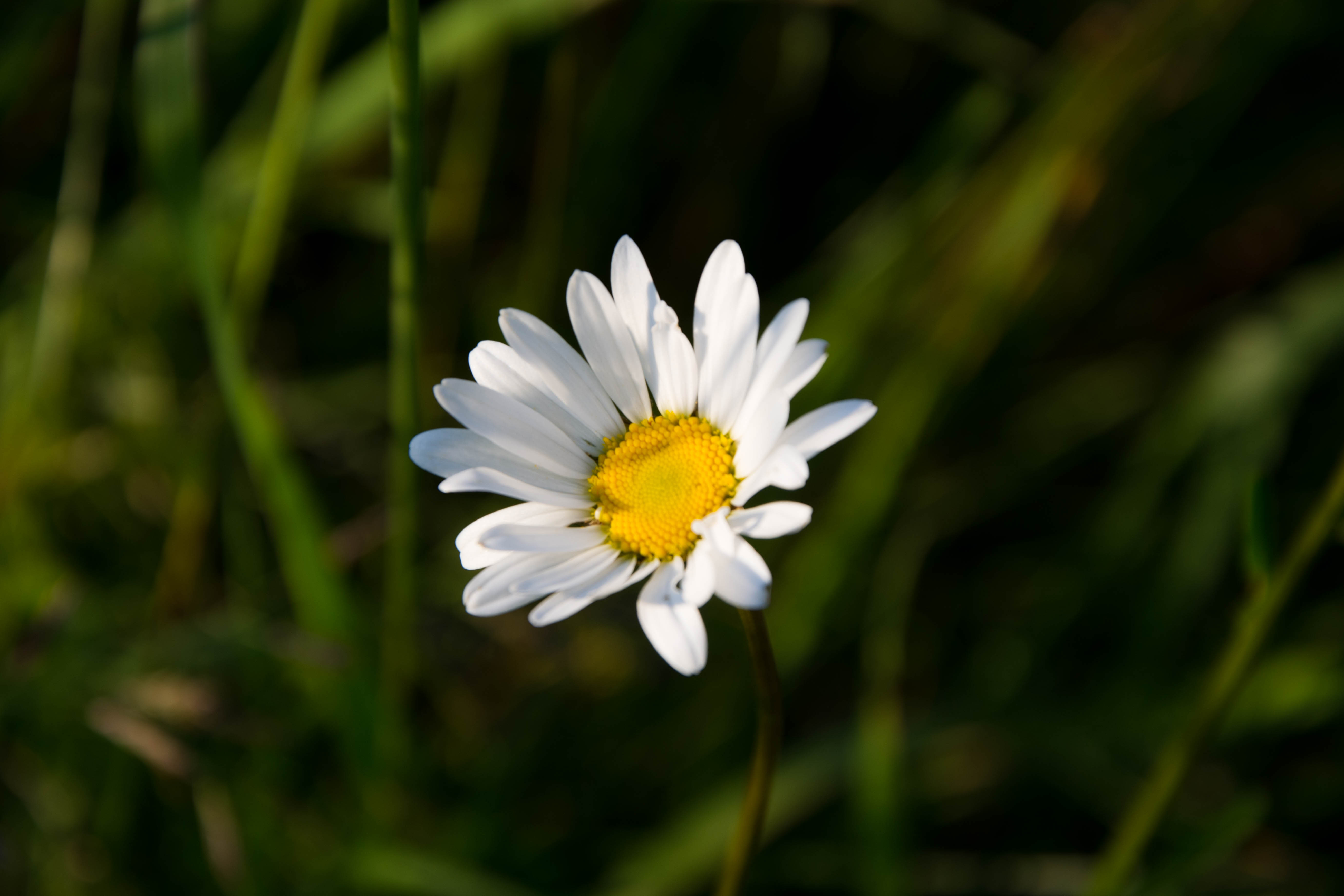 Best Daisies Backgrounds