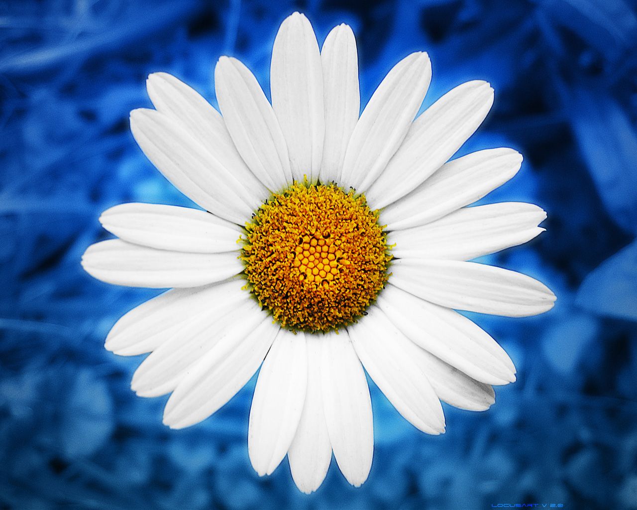 Best Daisies Backgrounds