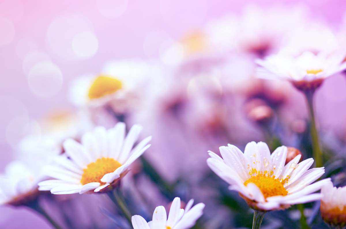 Best Daisies Backgrounds